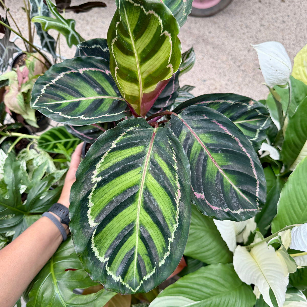 Pet-friendly Calathea Illustris tropical houseplant in a pot