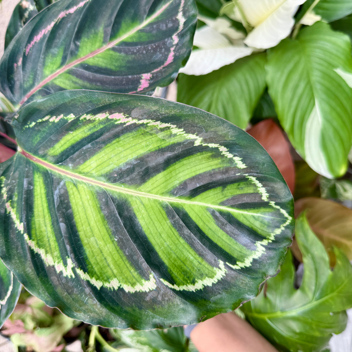 Easy-care Calathea Illustris ideal for beginners and low-light areas