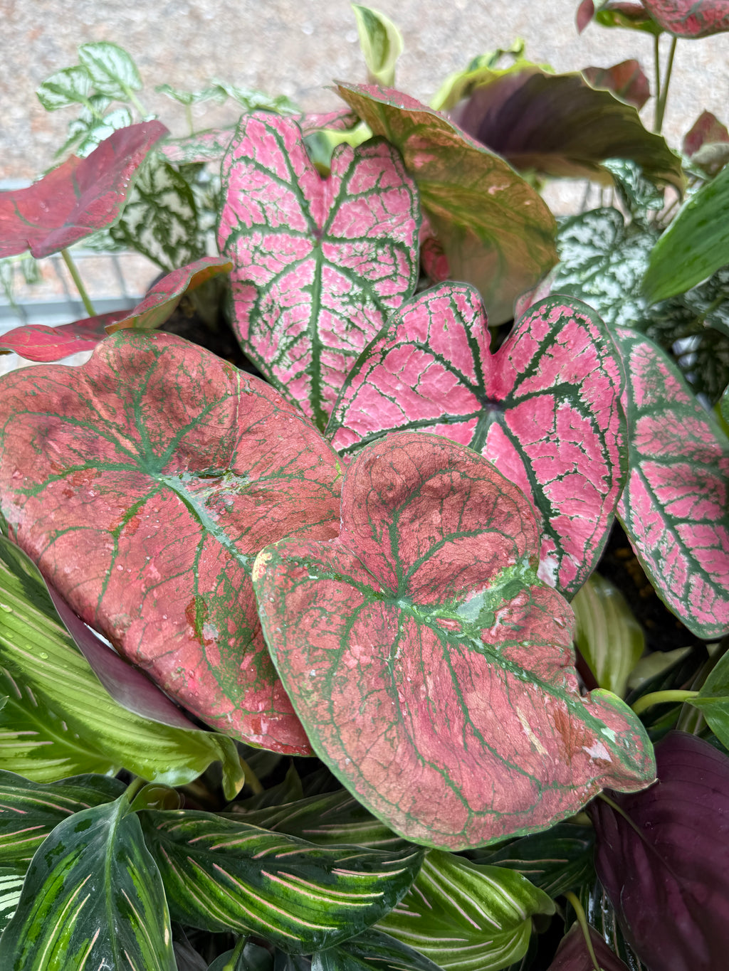 Caladium 'Pink'