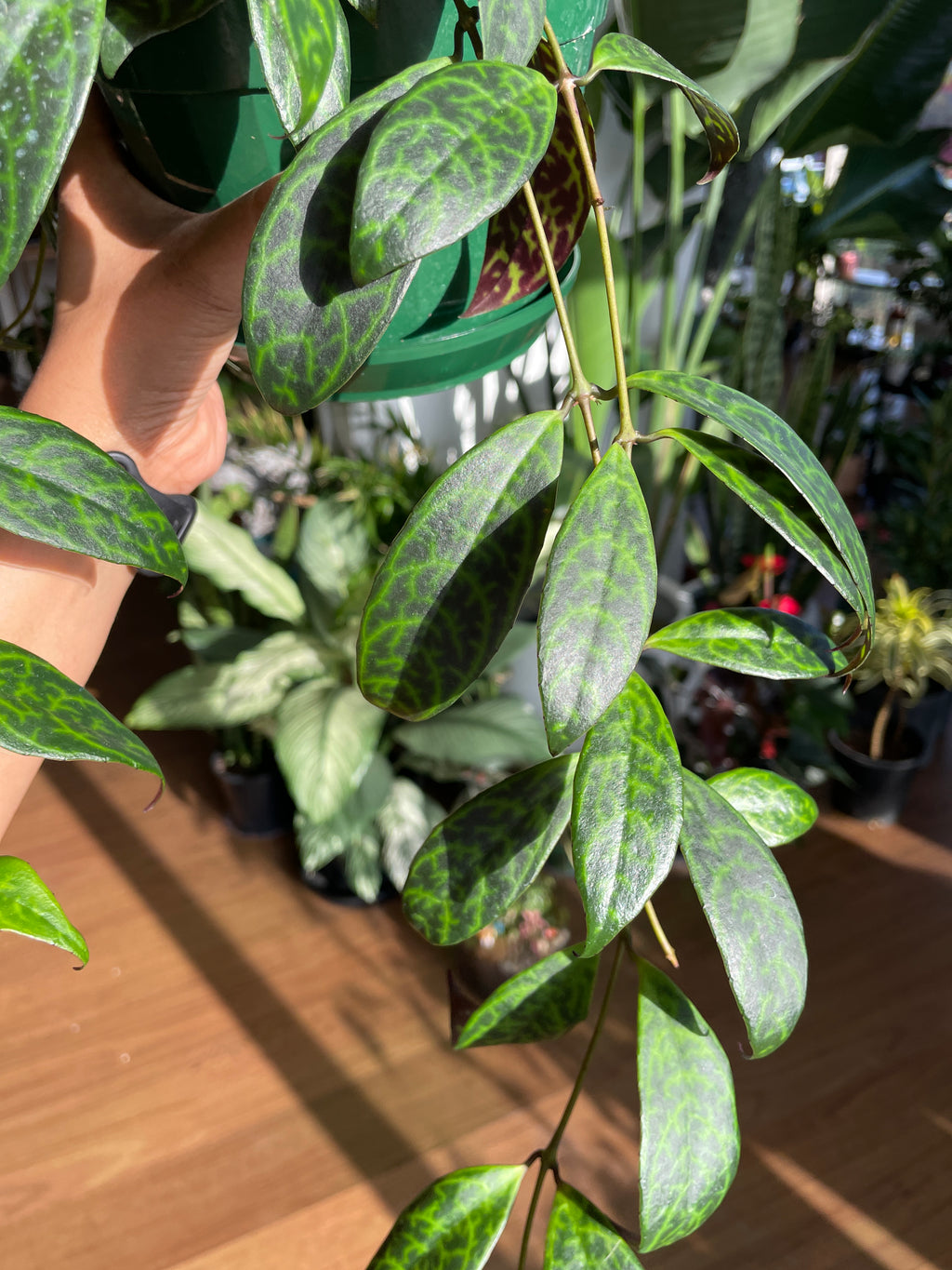aeschynanthus-black-pagoda
