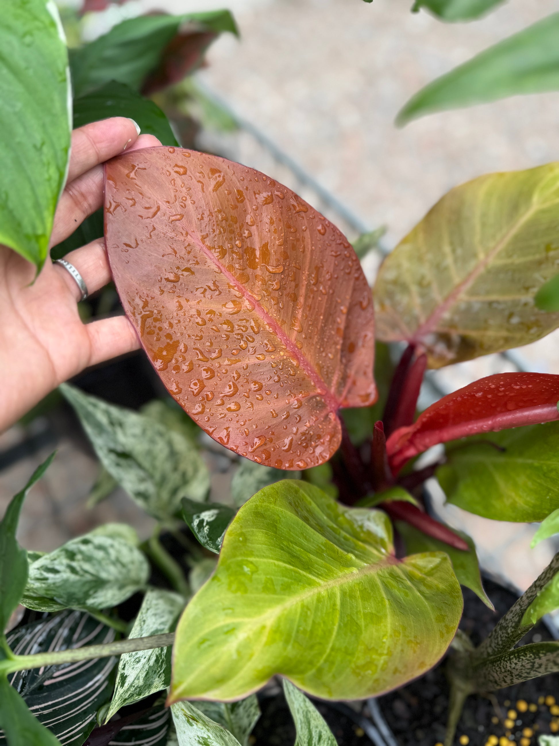 Philodendron ‘Bloody Luna’