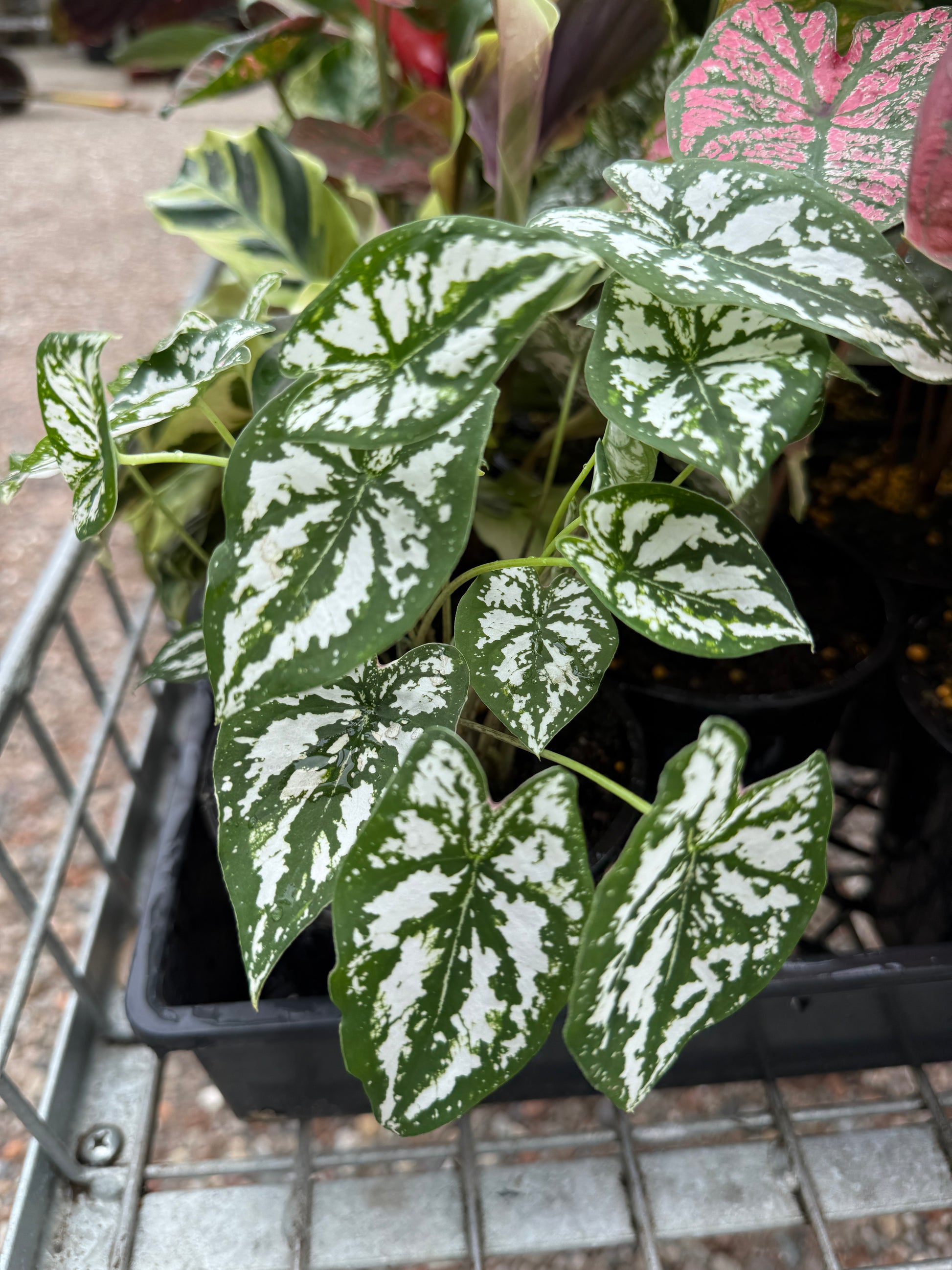 Caladium 'White and Green'