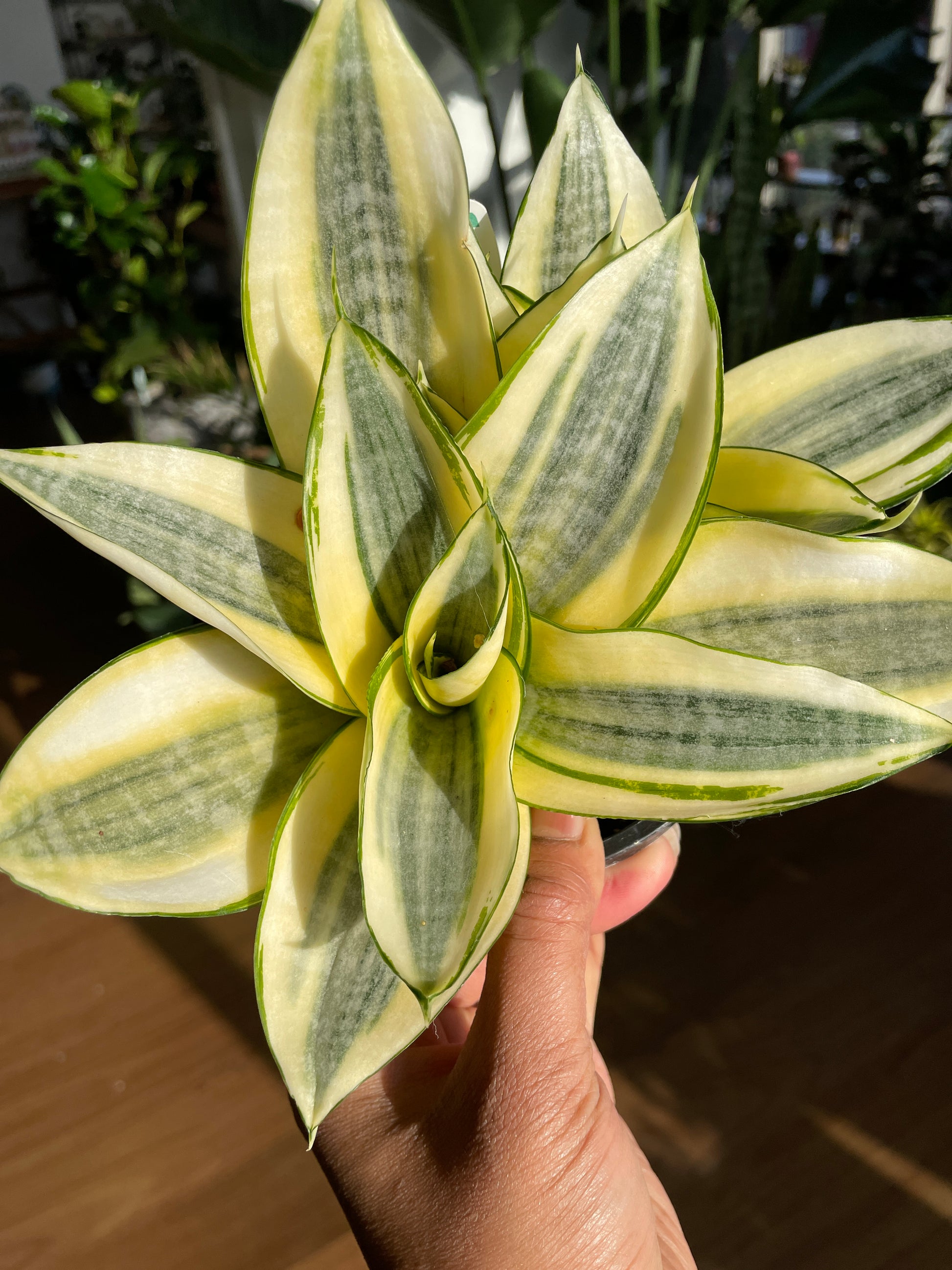 aphelandra-zebra-plant-large