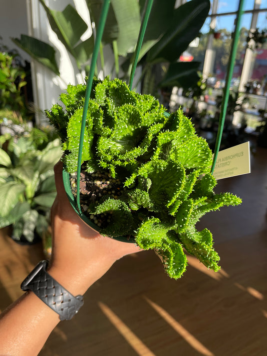 senecio-string-of-pearls-variegated
