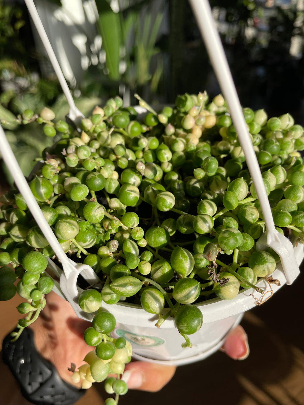 senecio-string-of-pearls-variegated