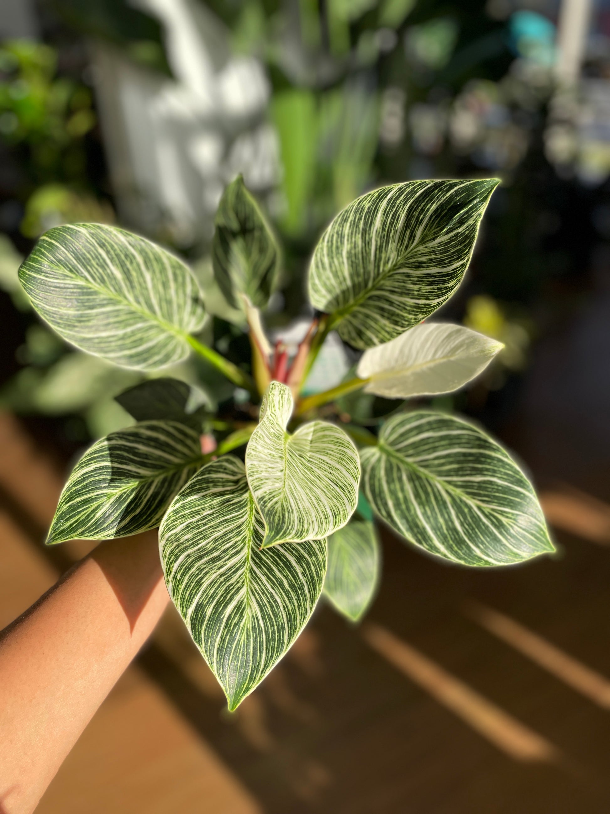 philodendron birkin australia Philodendron Birkin – Wera Plants