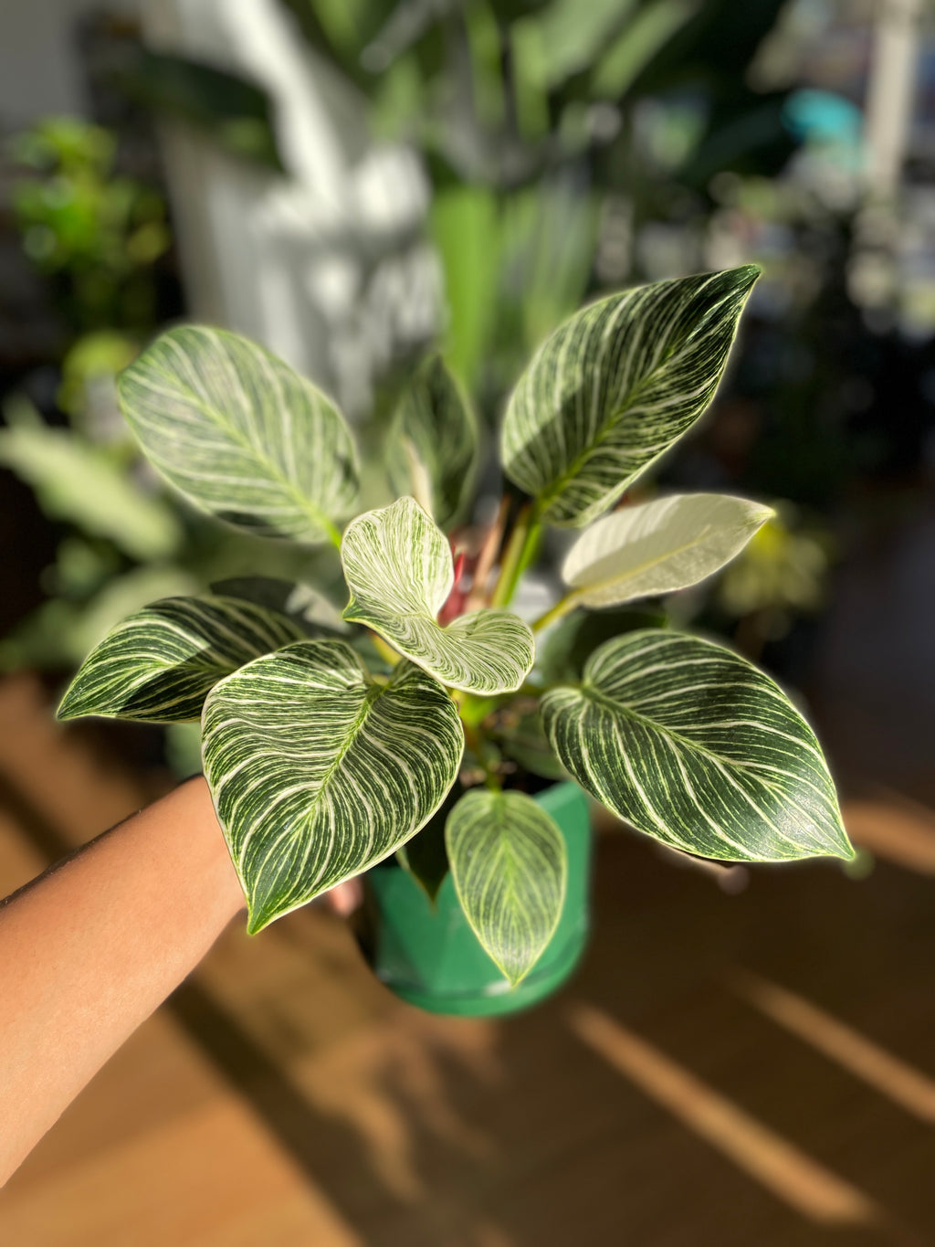 philodendron-birkin-large