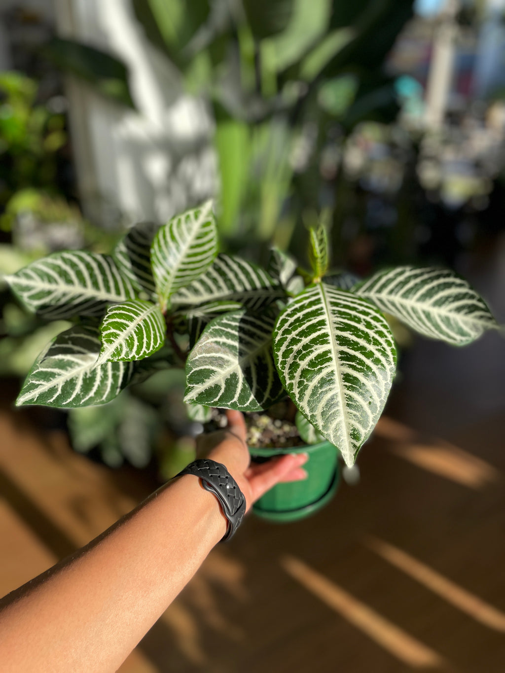 aphelandra-zebra-plant-large