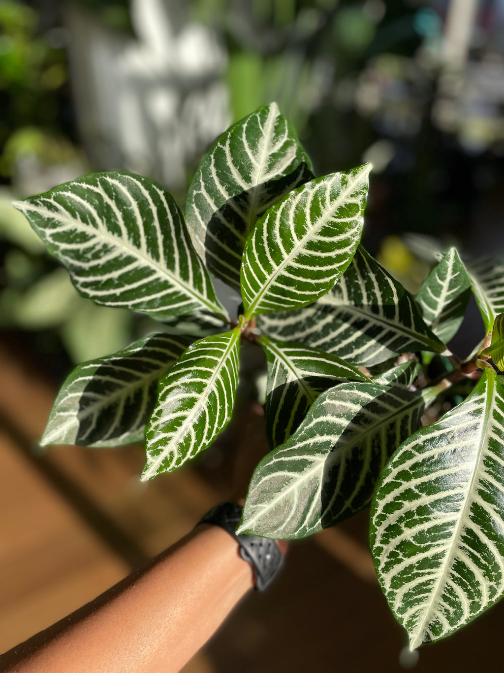 aphelandra-zebra-plant-large