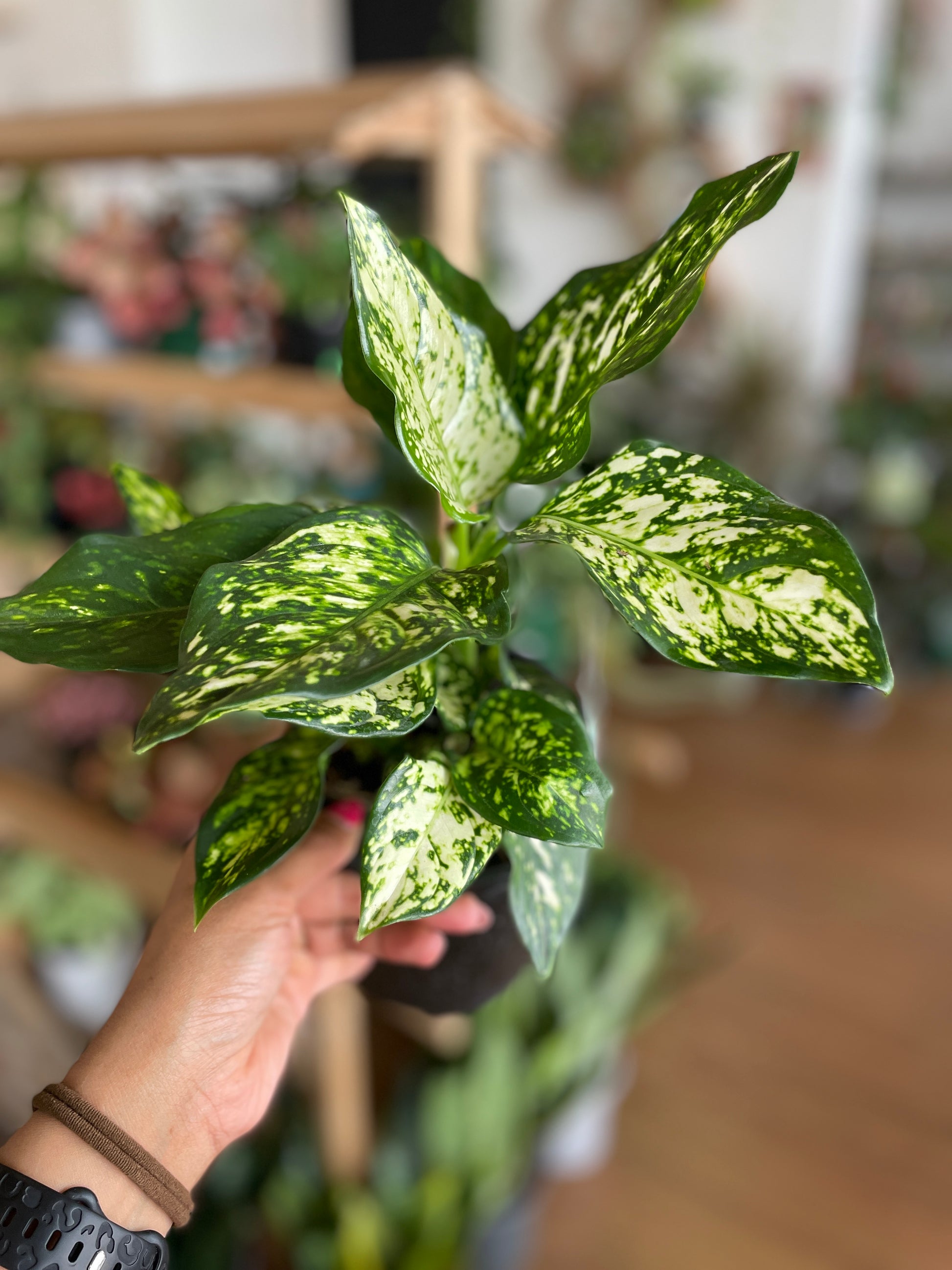 Aglaonema White - Wera Plants
