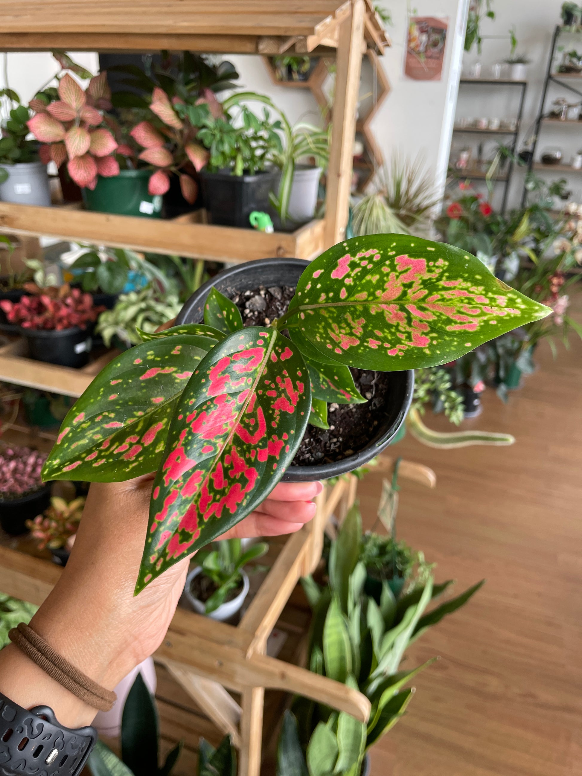 aglaonema painted princess Aglaonema Plant