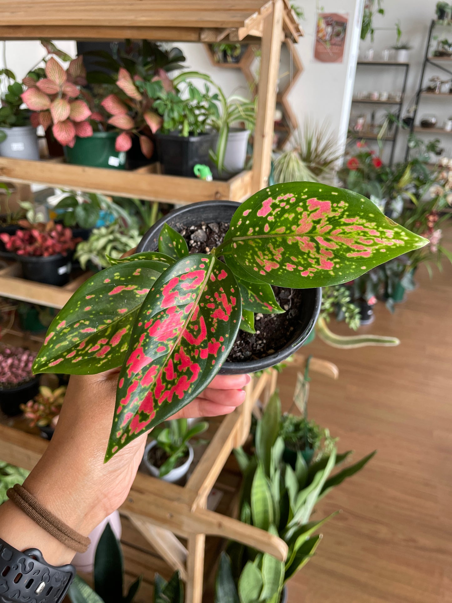 Aglaonema 'Red' - Wera Plants
