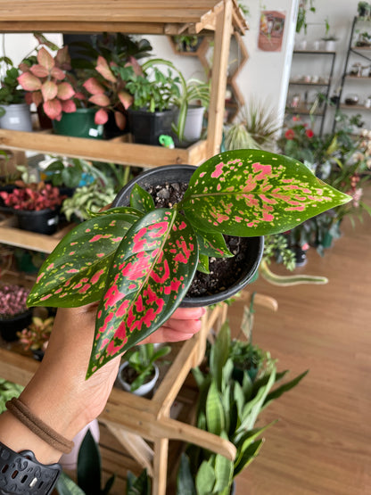 Aglaonema 'Red' - Wera Plants