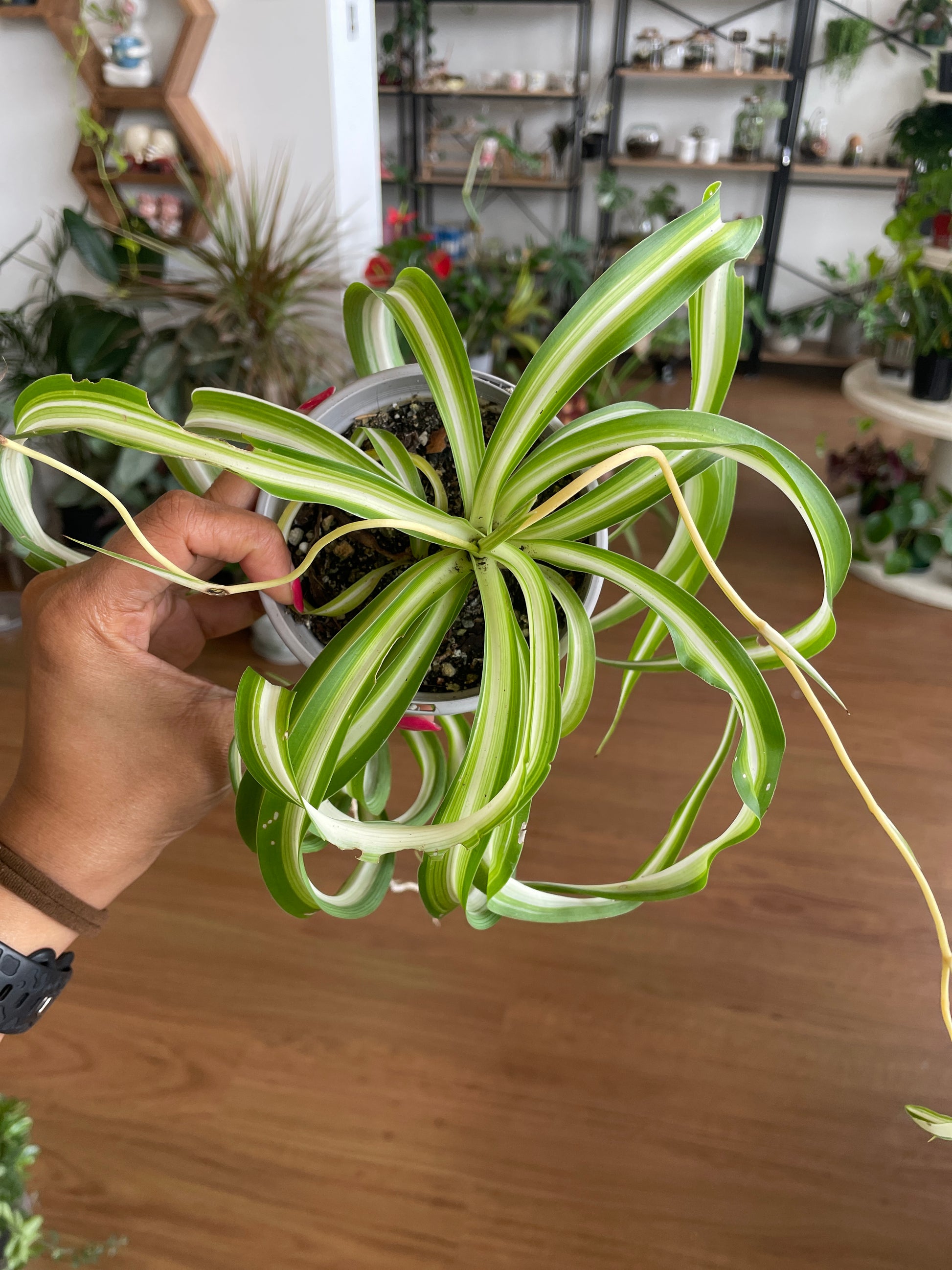 variegated curly spider plant Chlorophytum Bonnie Curly Spider Plant-Air purifying – Wera Plants