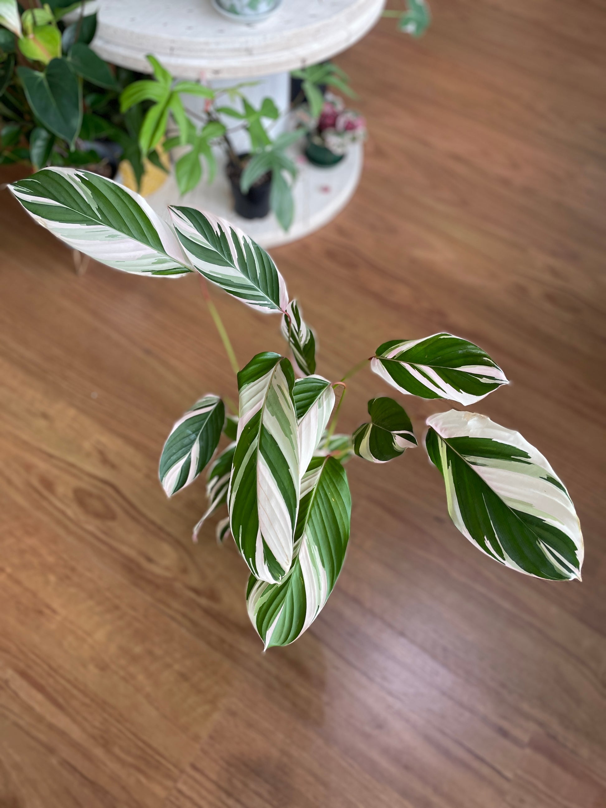 Maranta leuconeura 'Watercolour' - Wera Plants