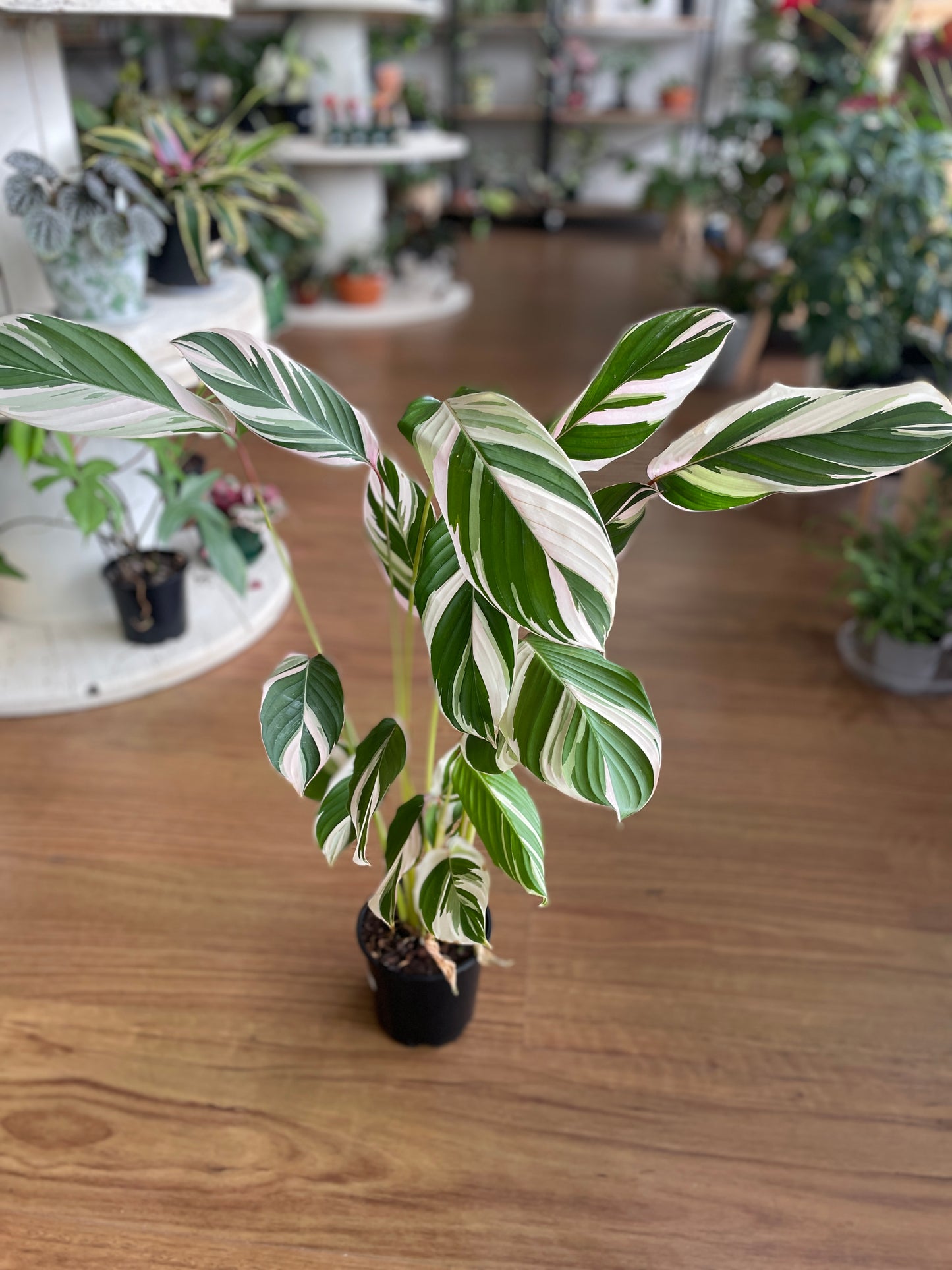 Maranta leuconeura 'Watercolour' - Wera Plants
