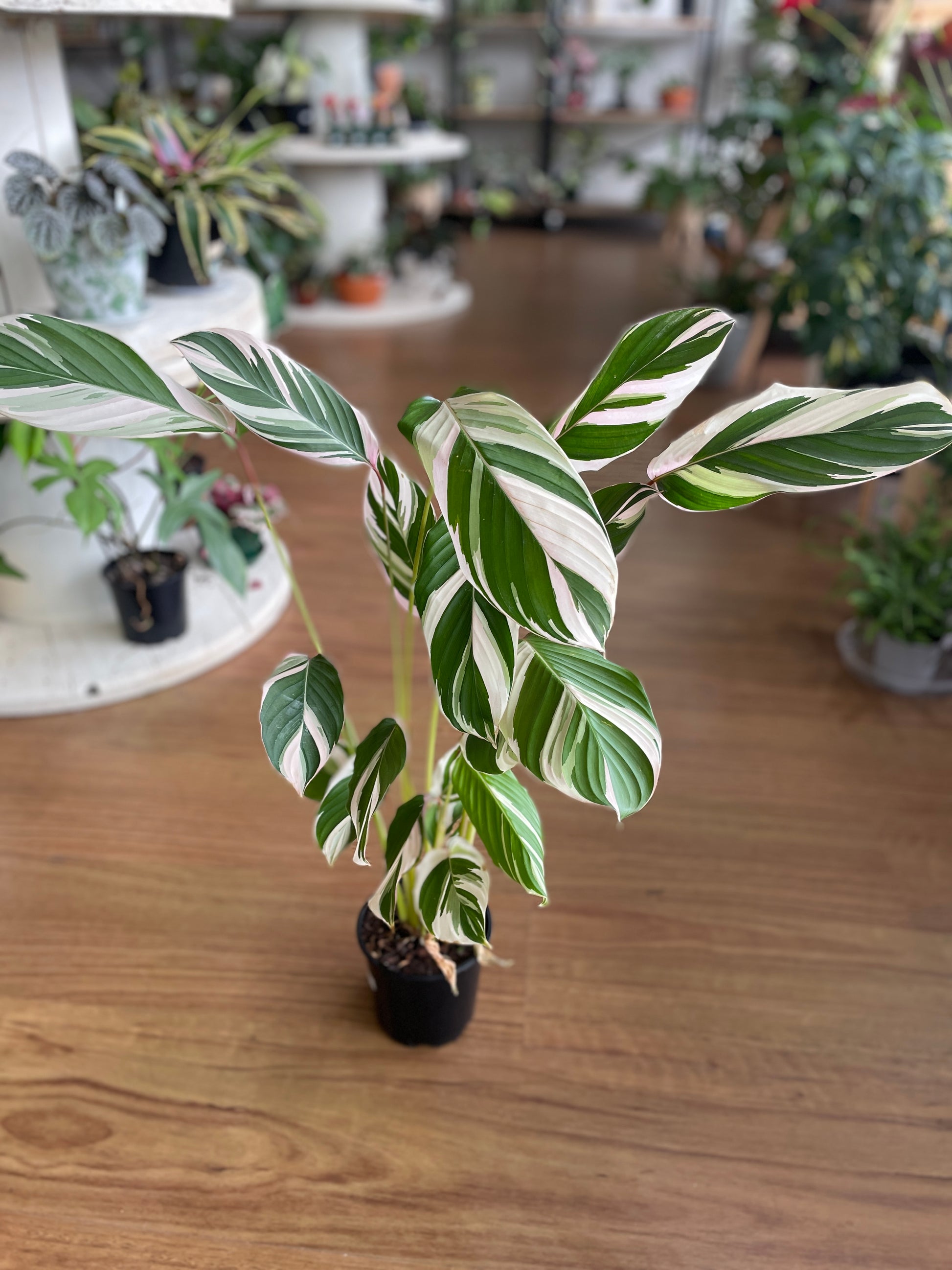 Maranta leuconeura 'Watercolour' - Wera Plants