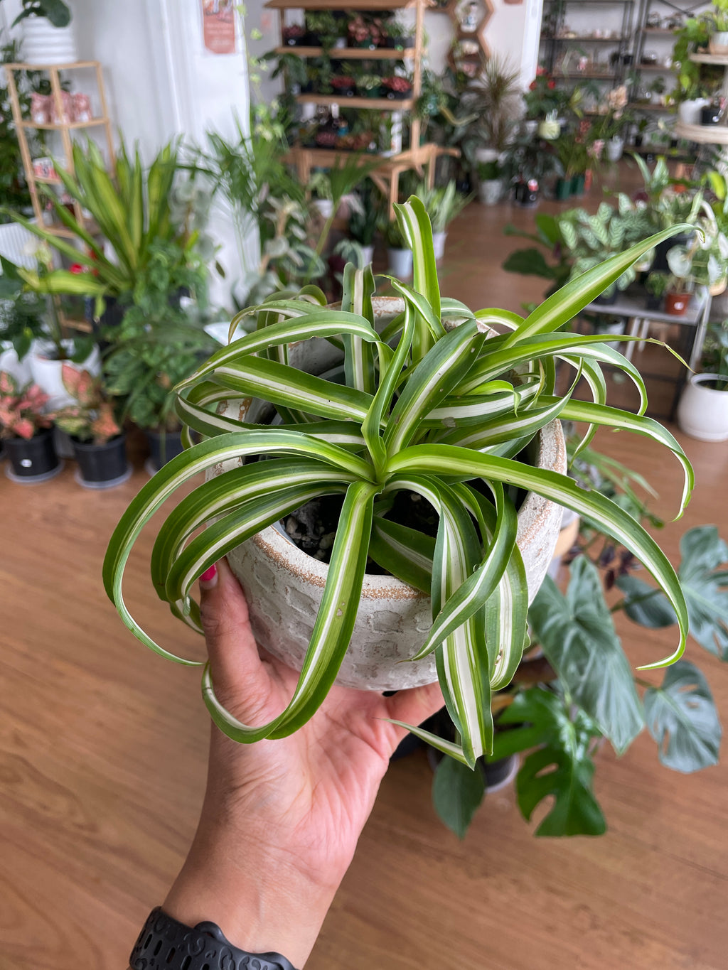 curly variegated spider plant Chlorophytum Bonnie Curly Spider Plant-Air purifying – Wera Plants
