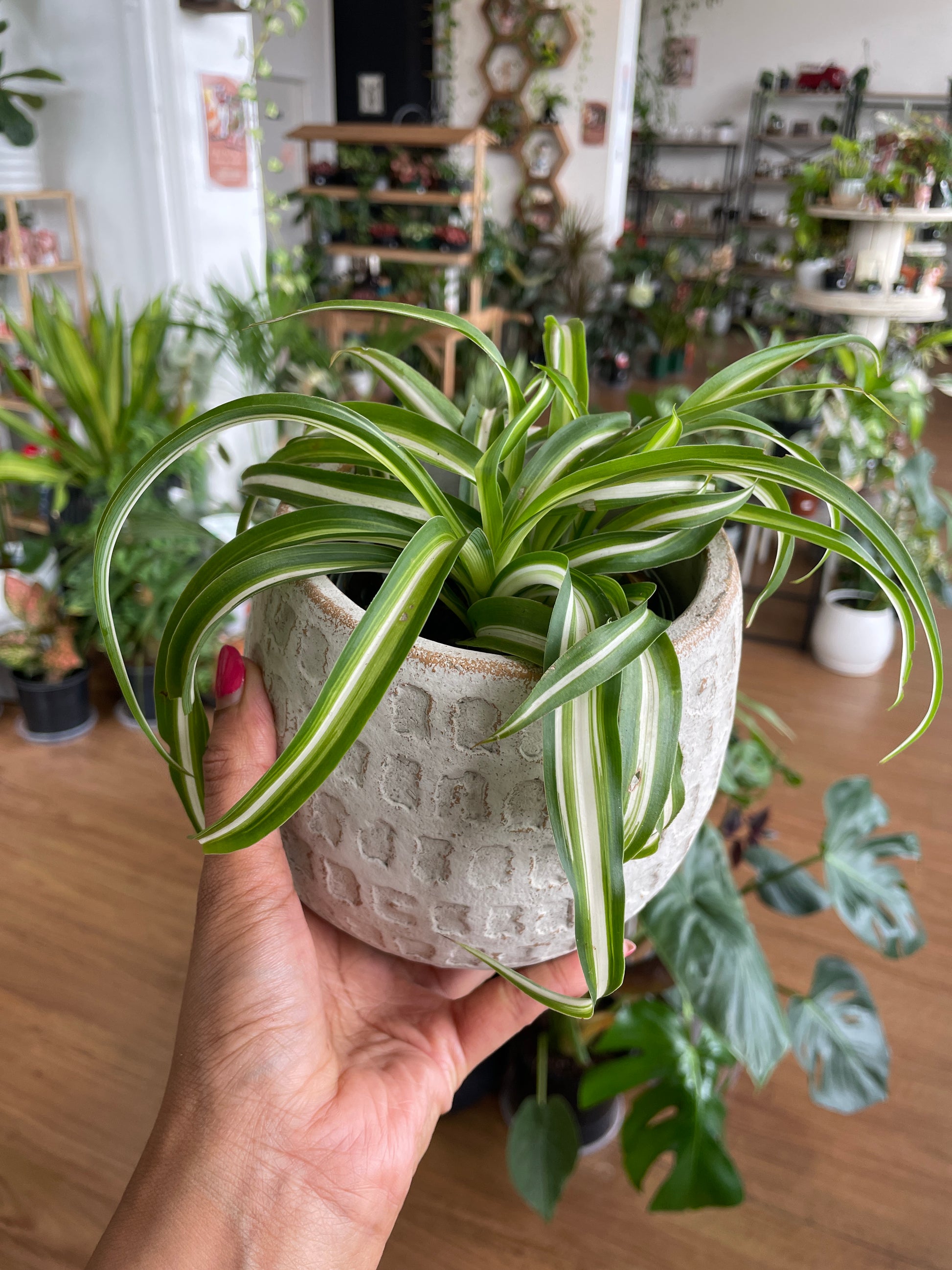 curly spider plant bonnie Chlorophytum Bonnie Curly Spider Plant-Air purifying – Wera Plants