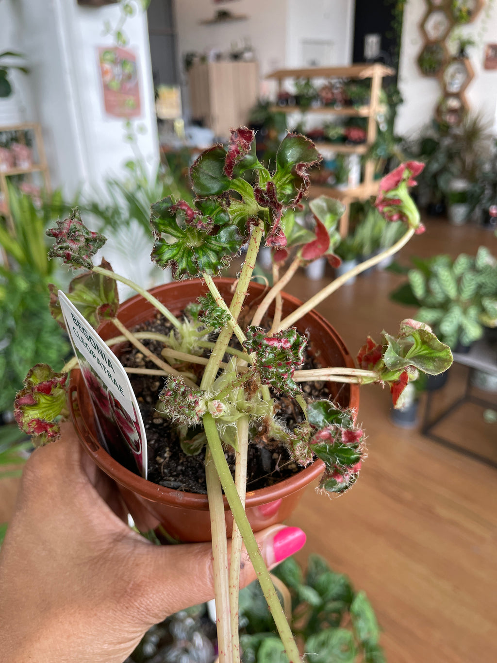 Begonia 'Cleopatrae' - Wera Plants