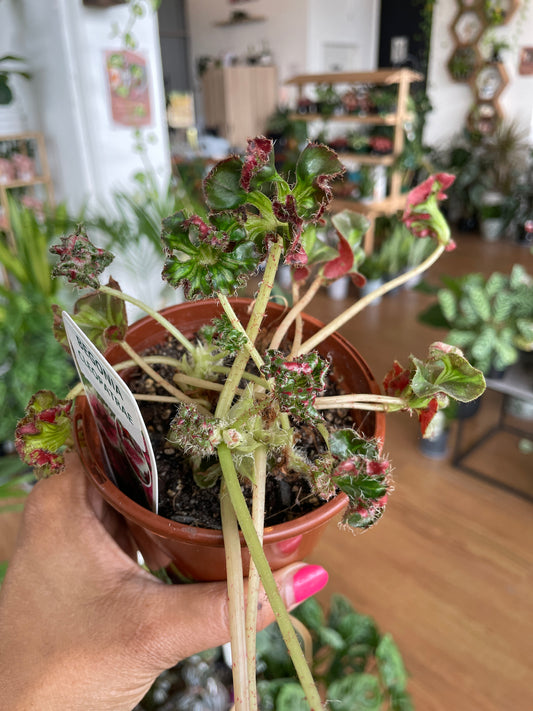 Begonia 'Cleopatrae' - Wera Plants