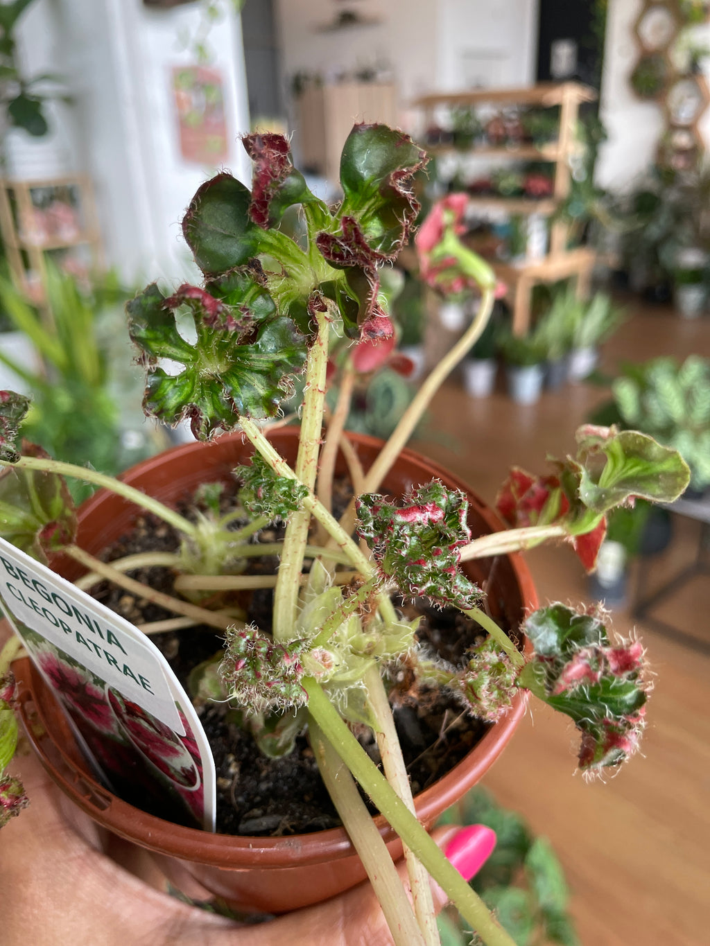 Begonia 'Cleopatrae' - Wera Plants
