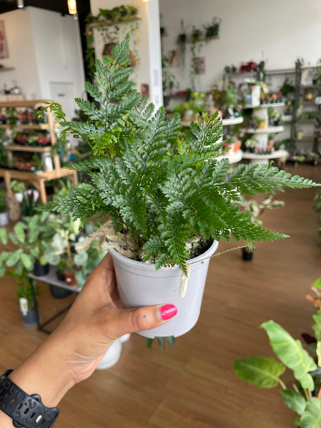 Davallia Fejeensis (Rabbit's Foot Fern) - Wera Plants