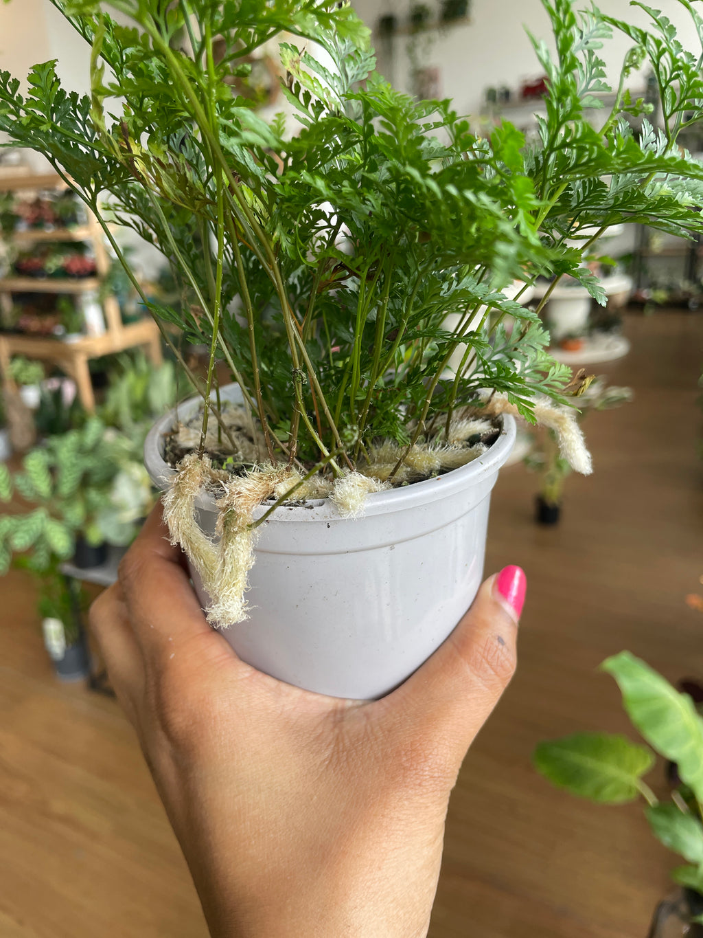 Davallia Fejeensis (Rabbit's Foot Fern) - Wera Plants