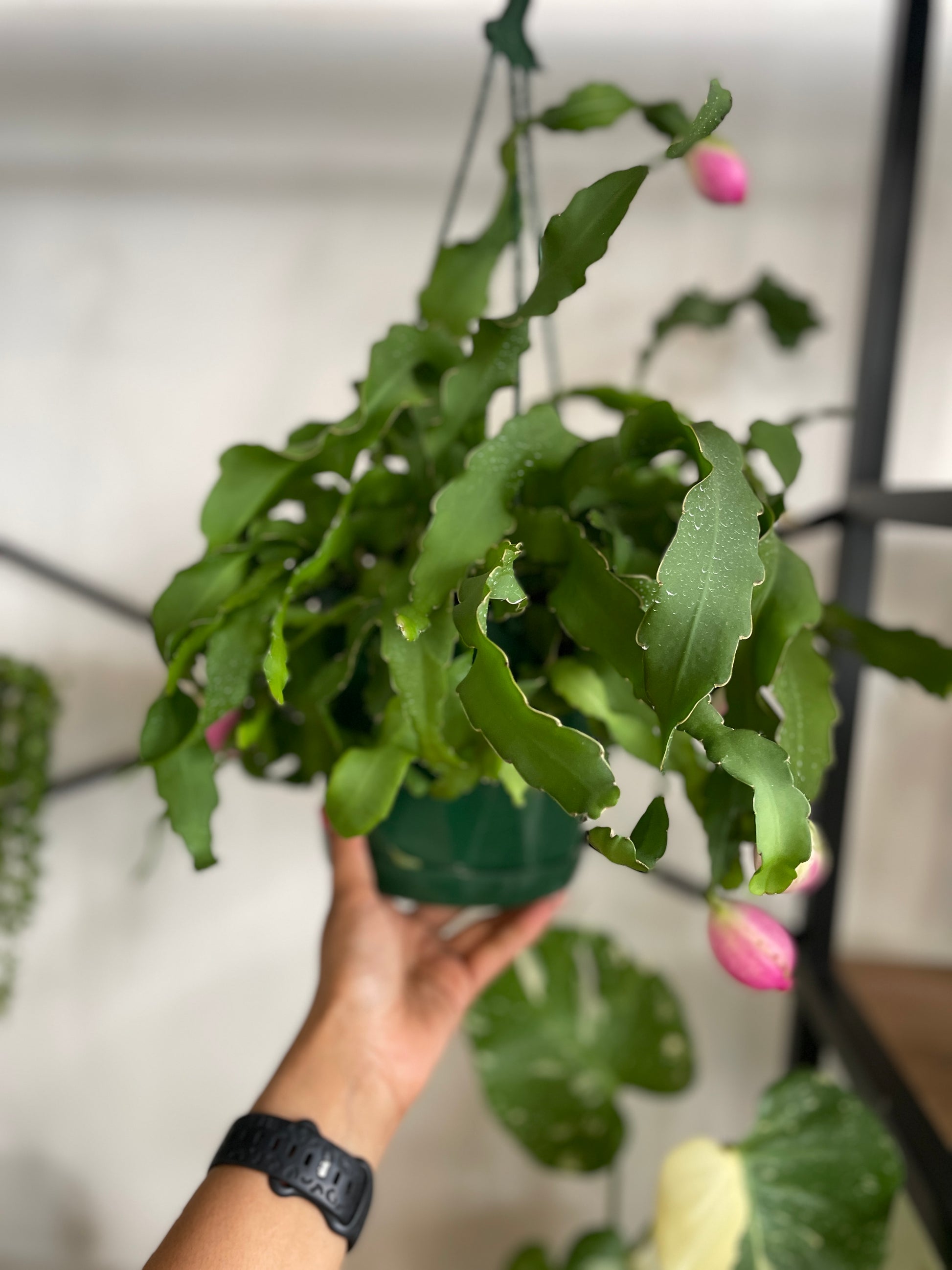 curly sue succulent Epiphyllum 'Curly Sue'