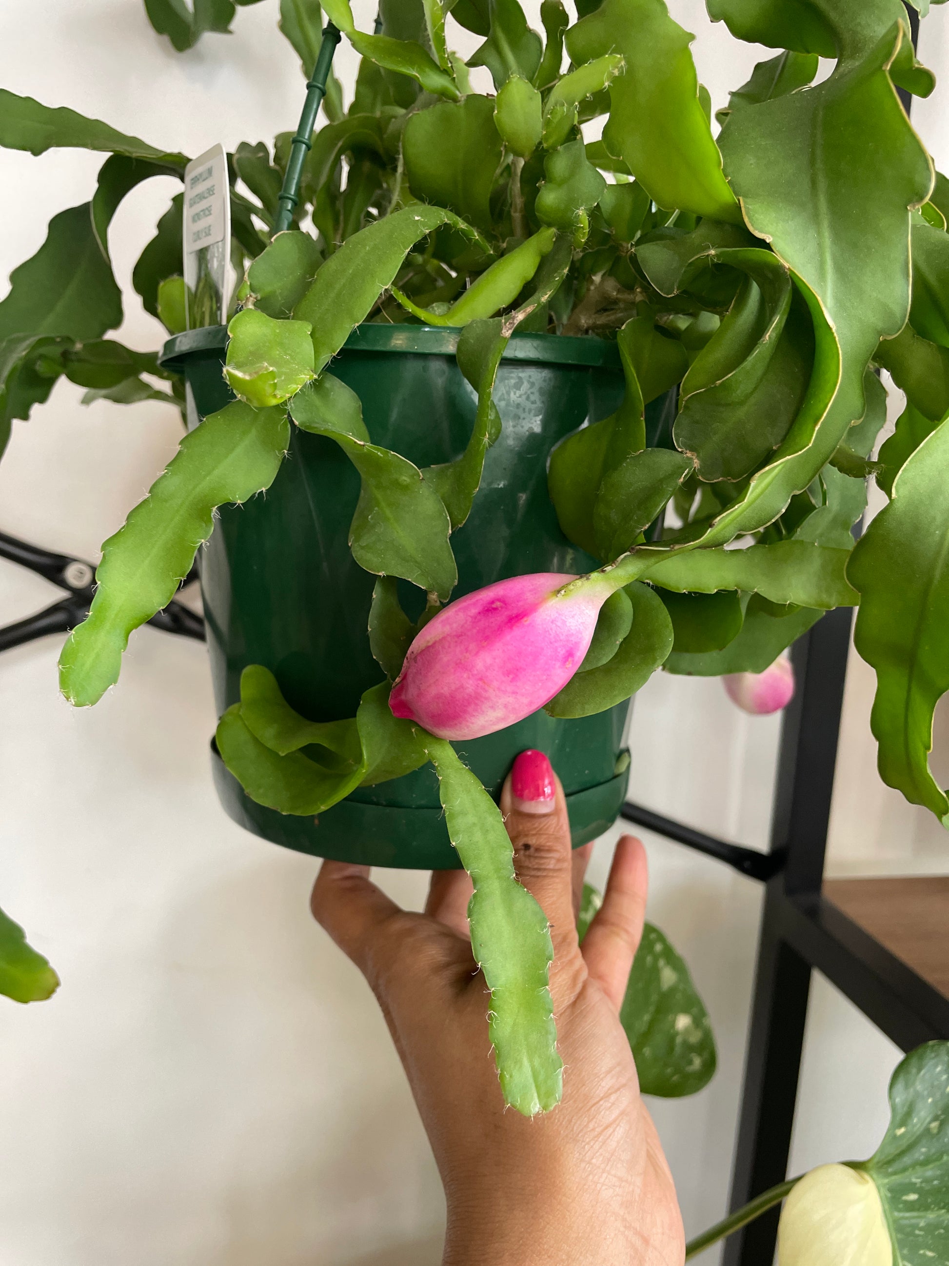 curly sue succulent Epiphyllum 'Curly Sue'