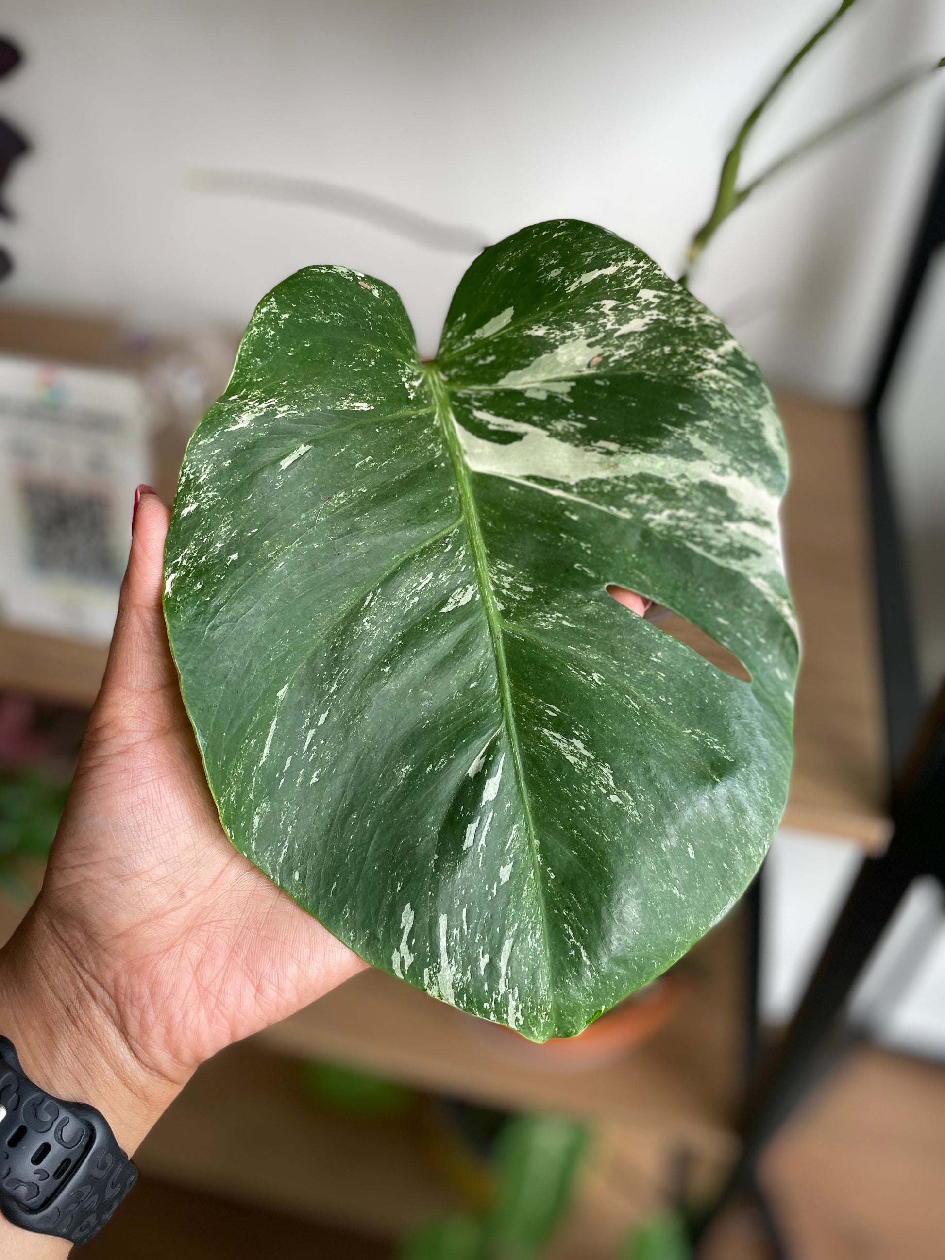 Monstera Albo Borsigiana (non TC) - Wera Plants