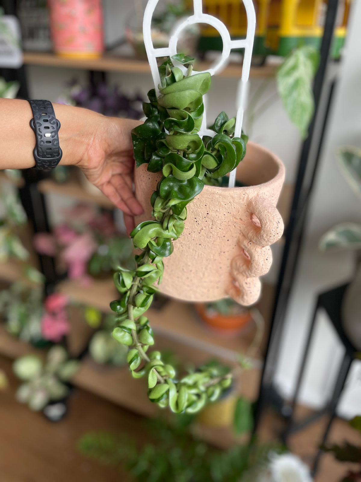 Hoya Carnosa 'Compacta' Indian Rope | Wera Plants