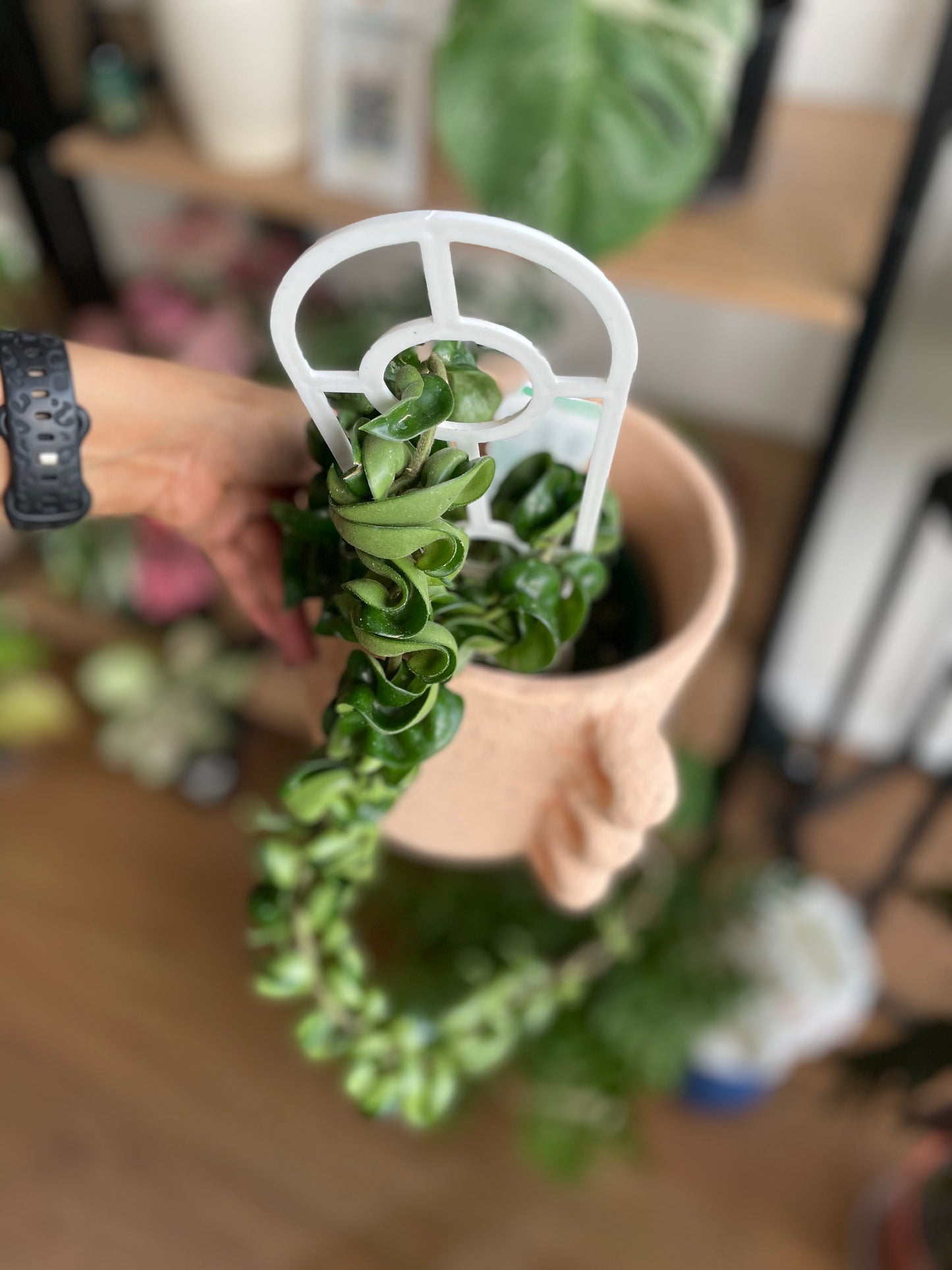 Hoya Carnosa 'Compacta' Indian Rope - Wera Plants