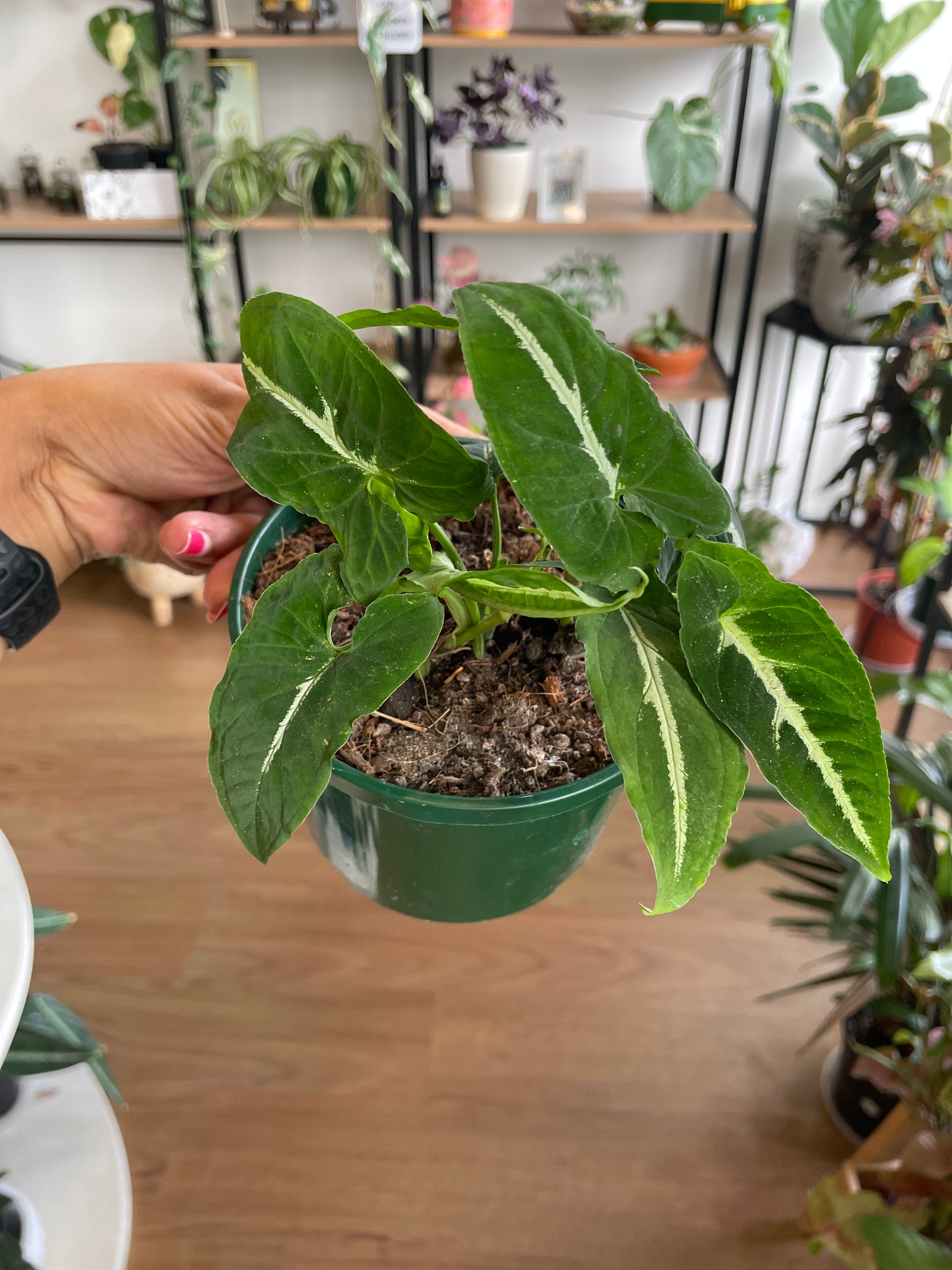 Syngonium Wendlandii - Wera Plants