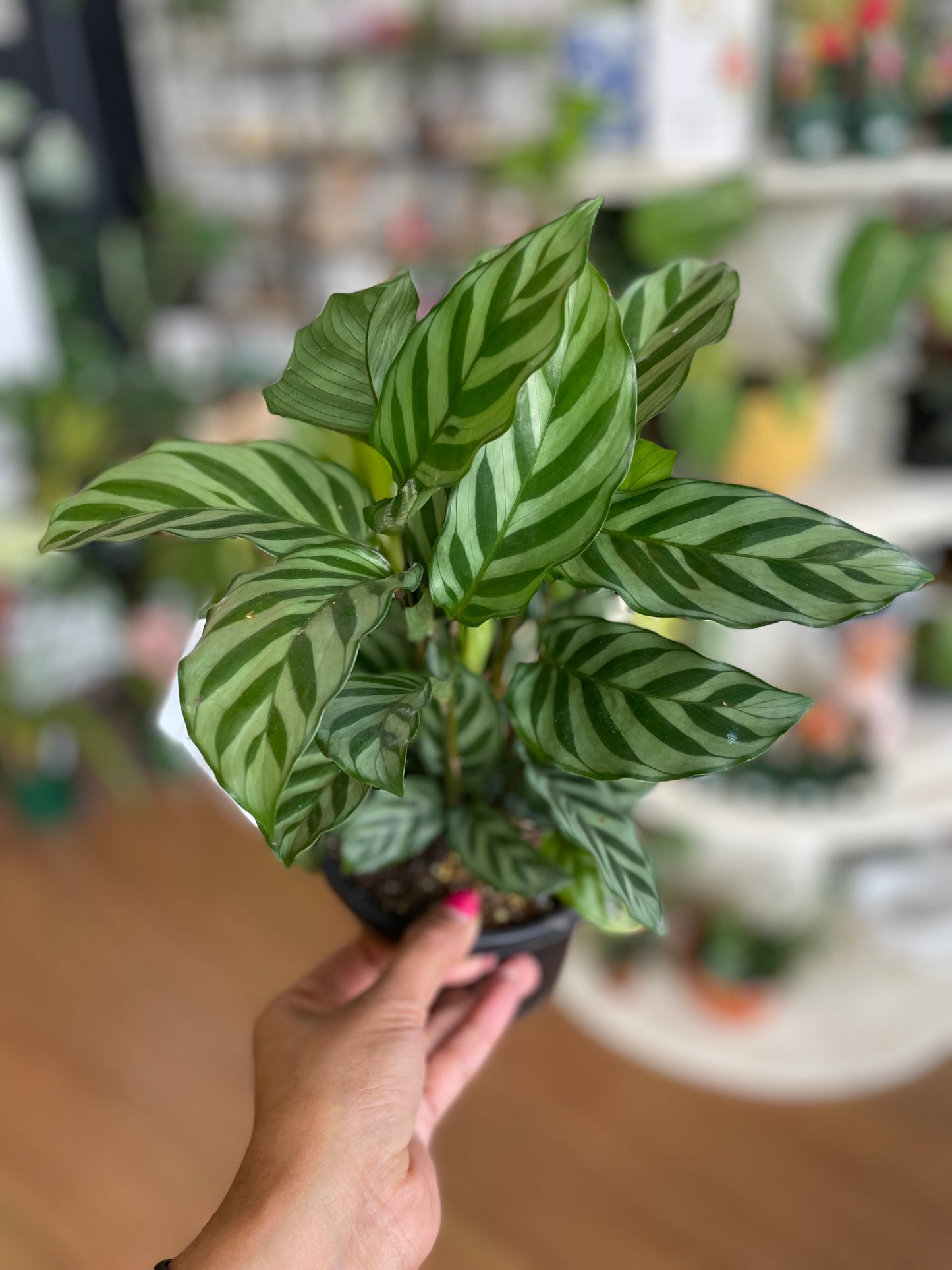 Calathea 'Freddie' - Wera Plants
