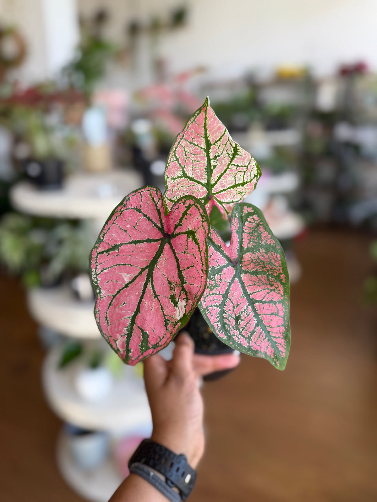 Caladium 'Pink'