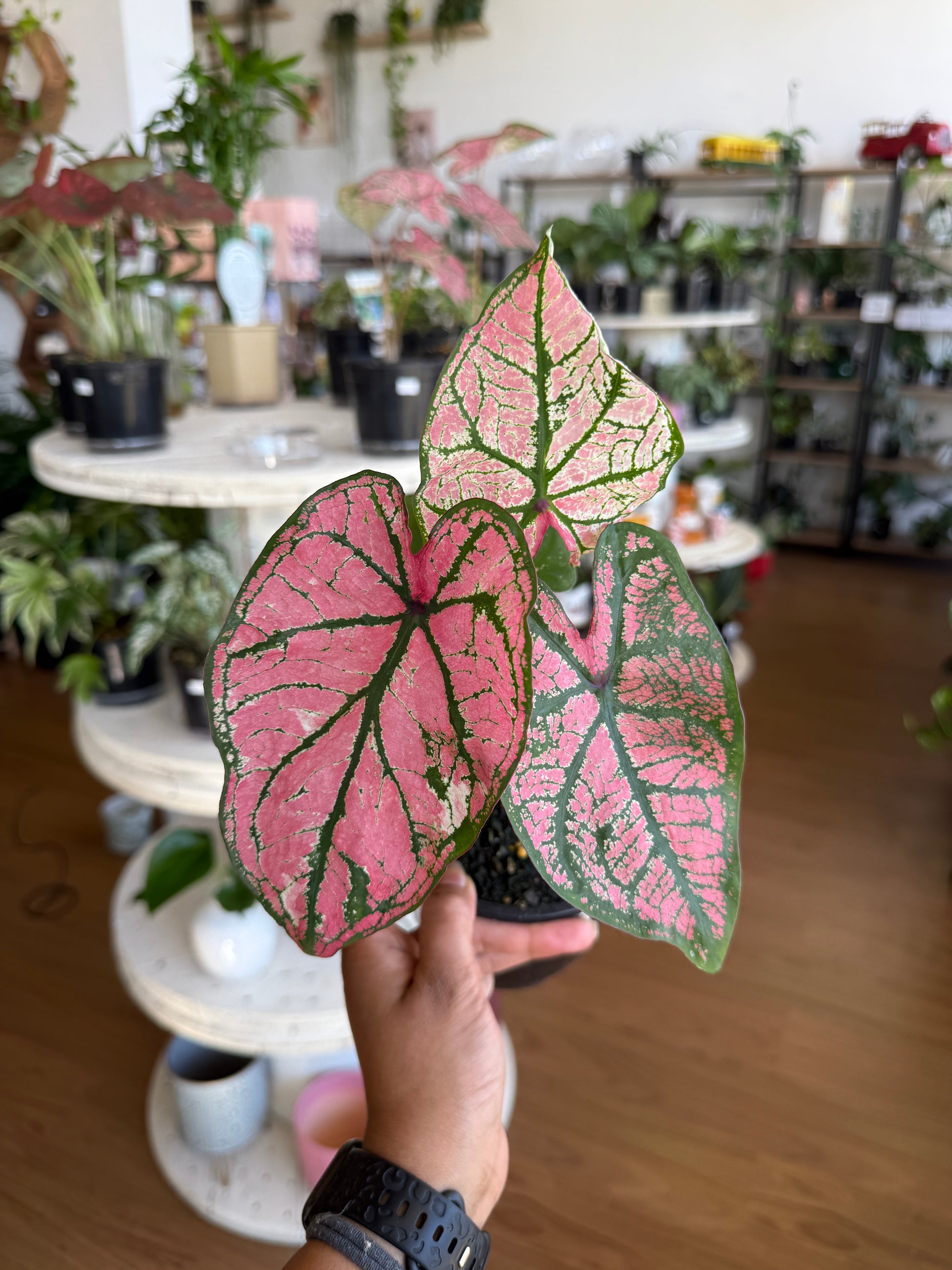 Tropical Caladium houseplant placed in indoor lighting