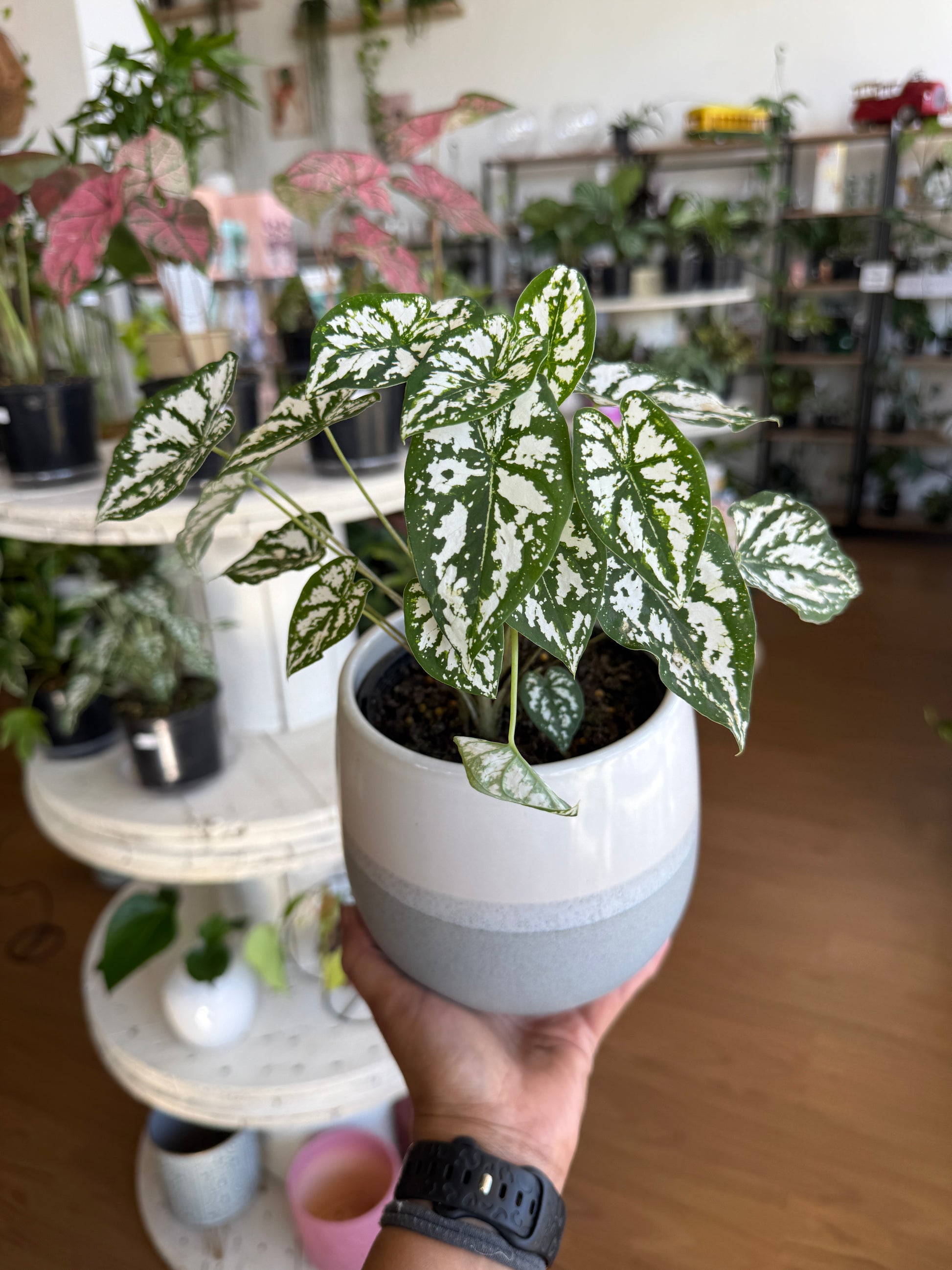 Caladium 'White and Green'
