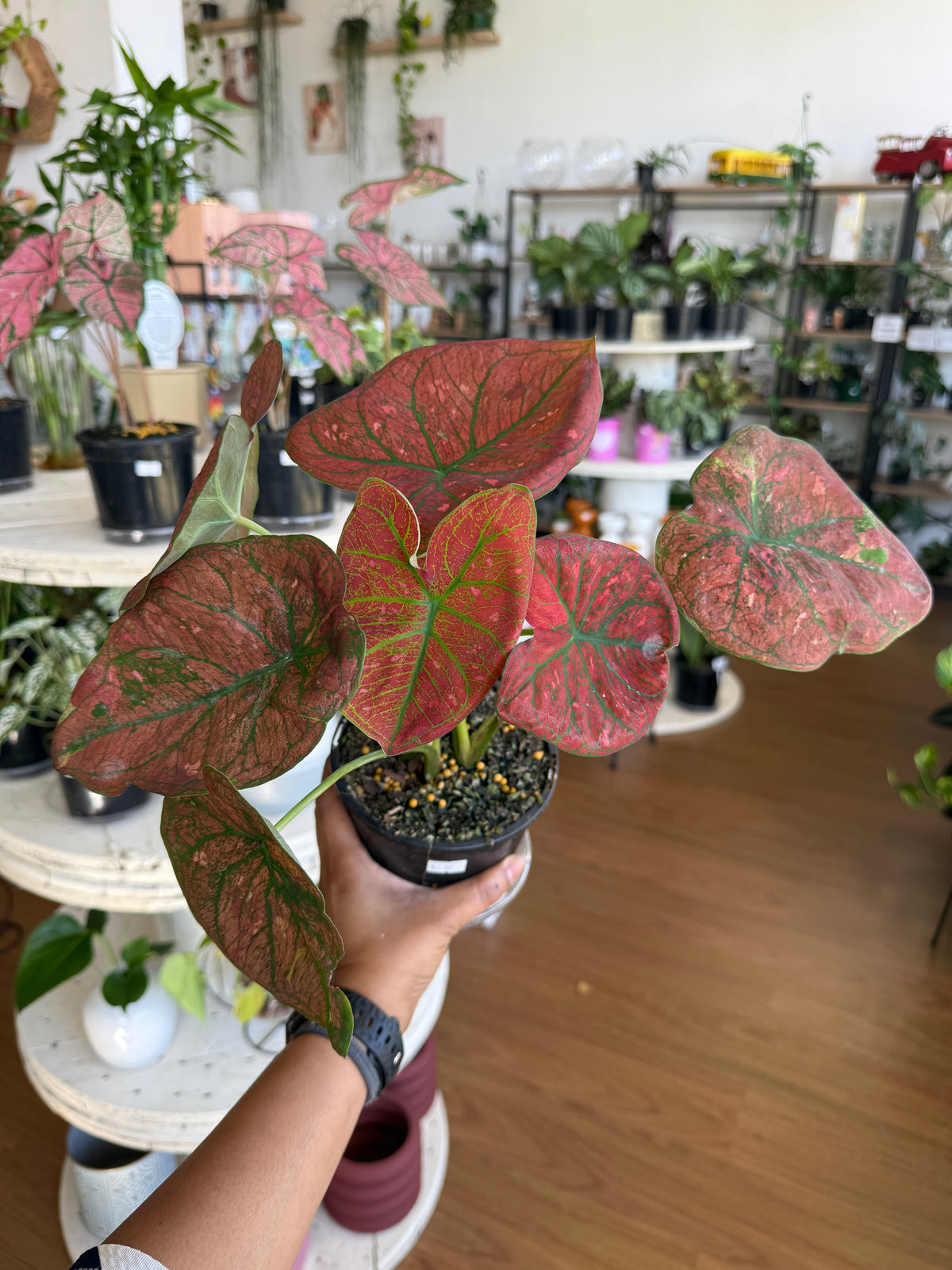 Top-view photo of colourful Caladium leaves with intricate markings
