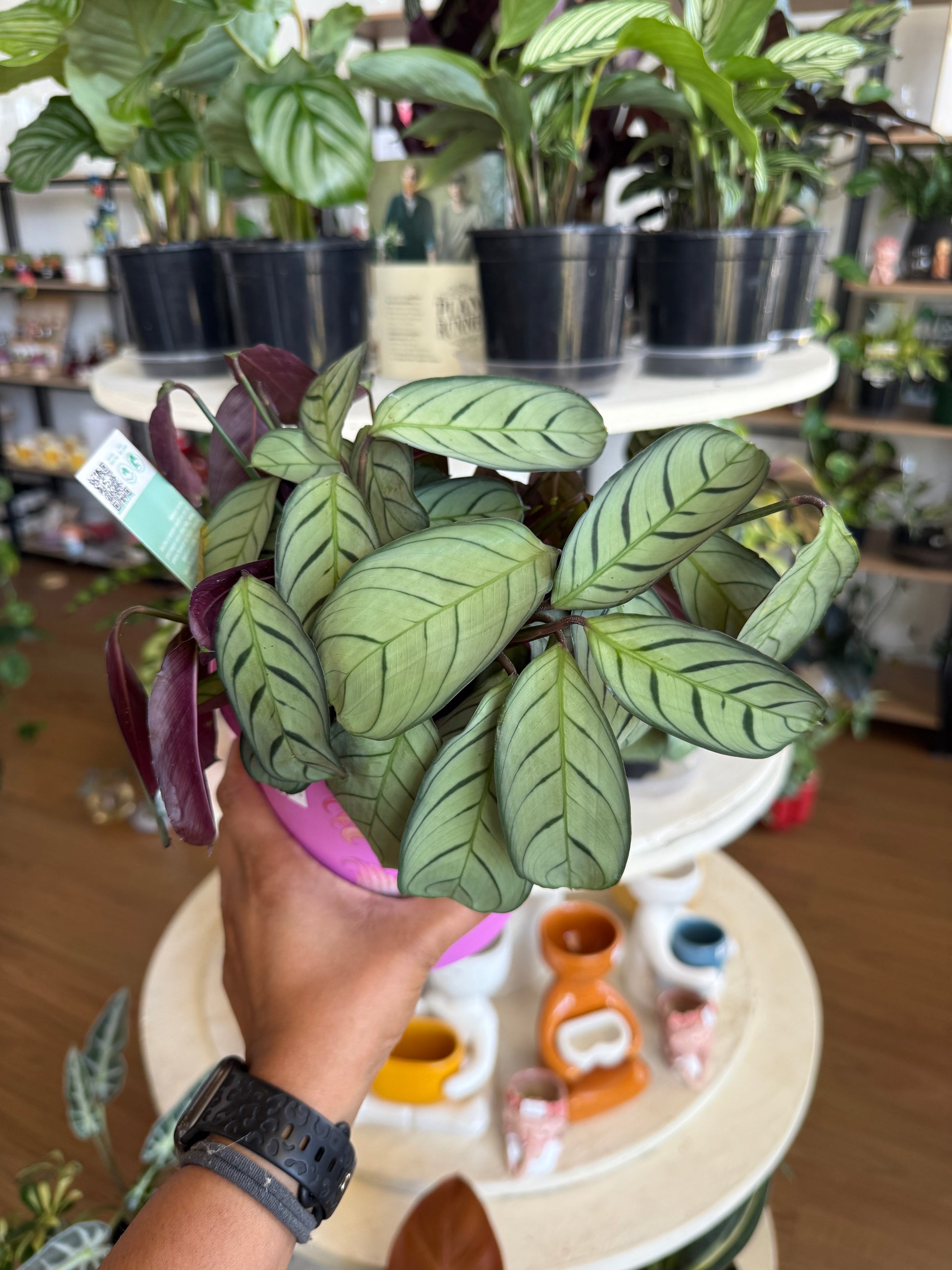 Prayer plant movement seen in Ctenanthe Setosa leaves