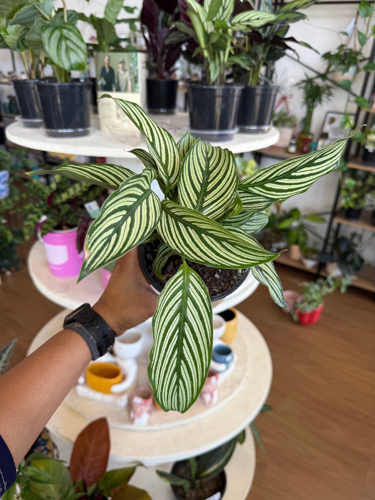 Calathea 'Vittata'