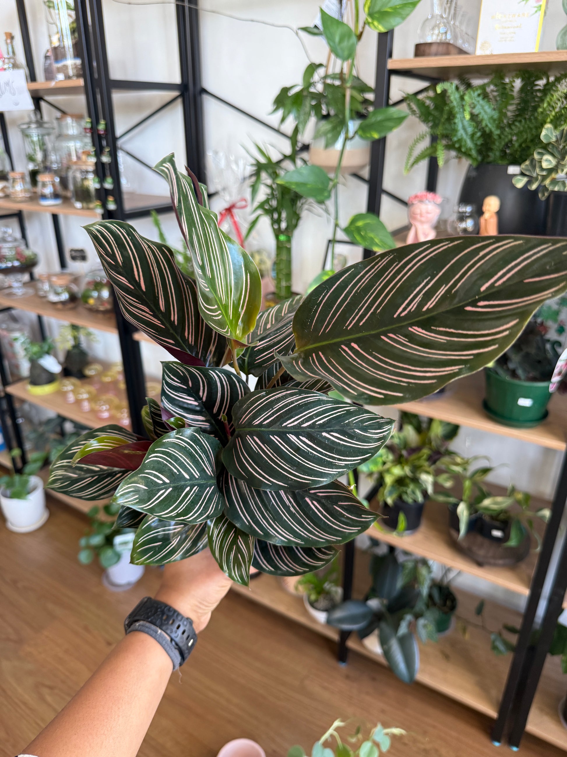 Calathea Sanderiana indoor plant with dark green leaves and pink pinstripes