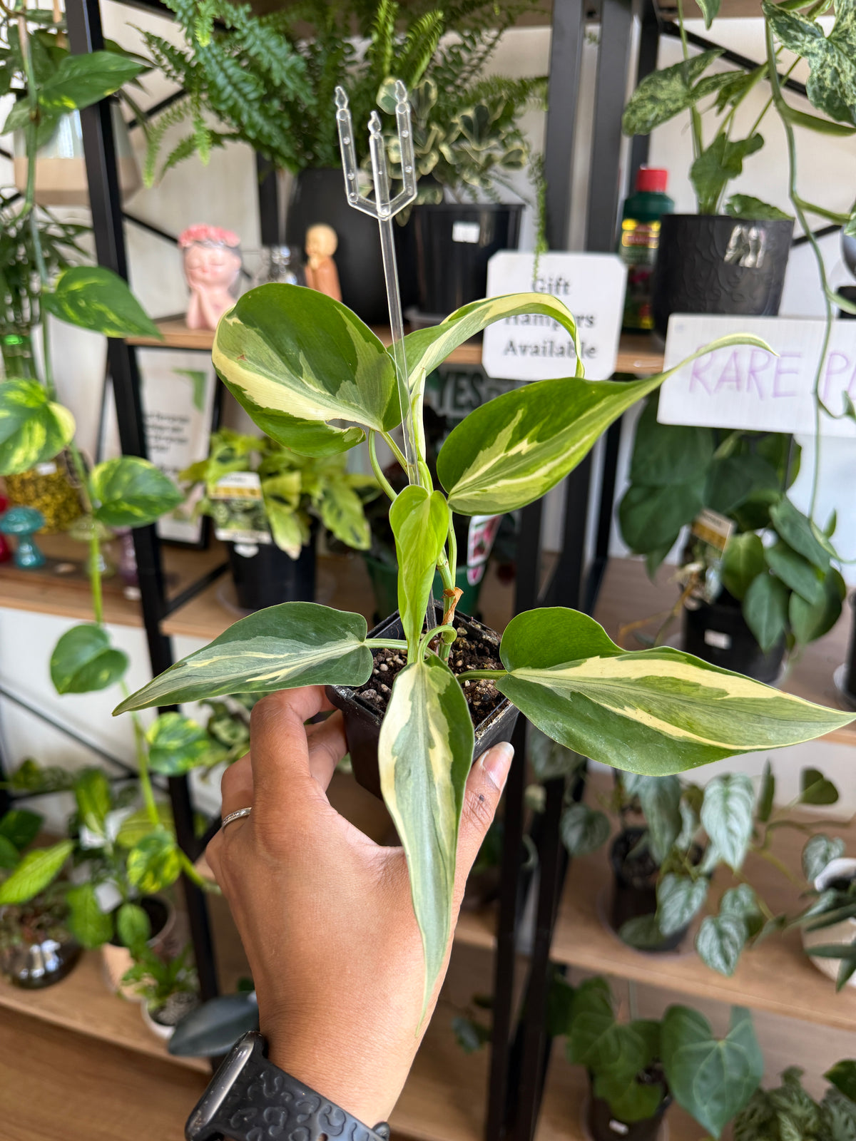 Variegated Philodendron Rio in indoor natural lighting