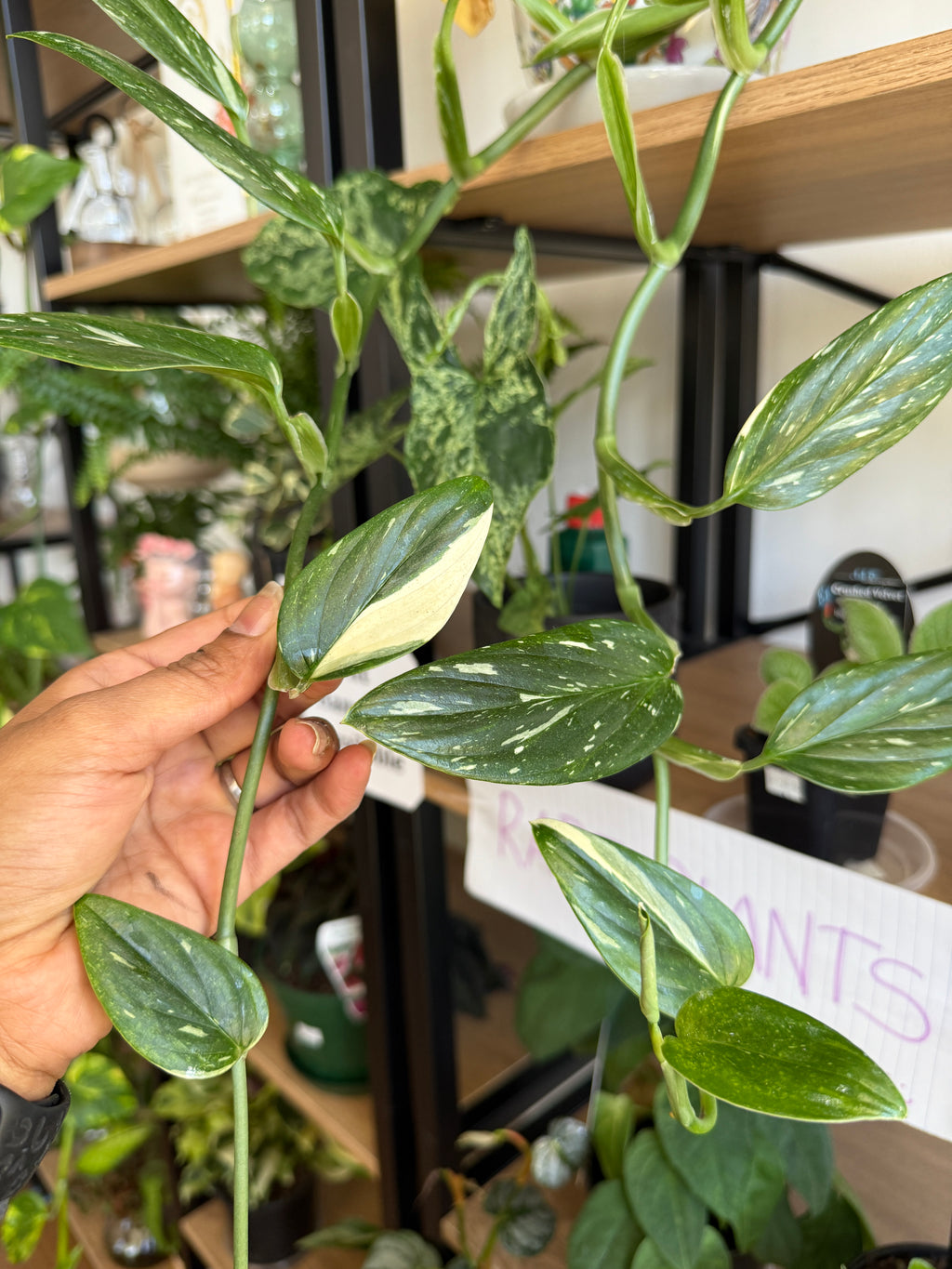 Rare Monstera Standleyana climbing aroid in a decorative pot