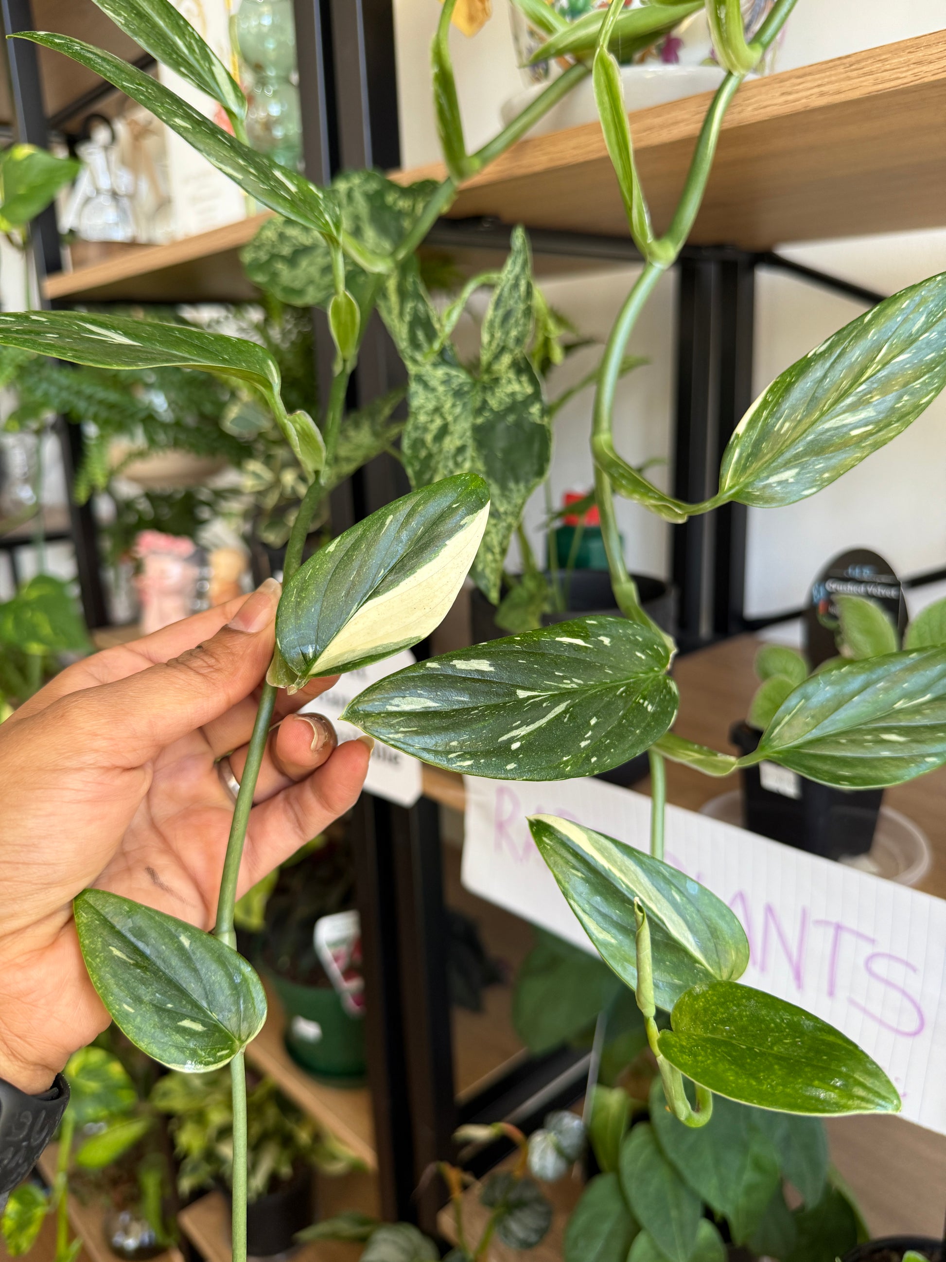 Rare Monstera Standleyana climbing aroid in a decorative pot