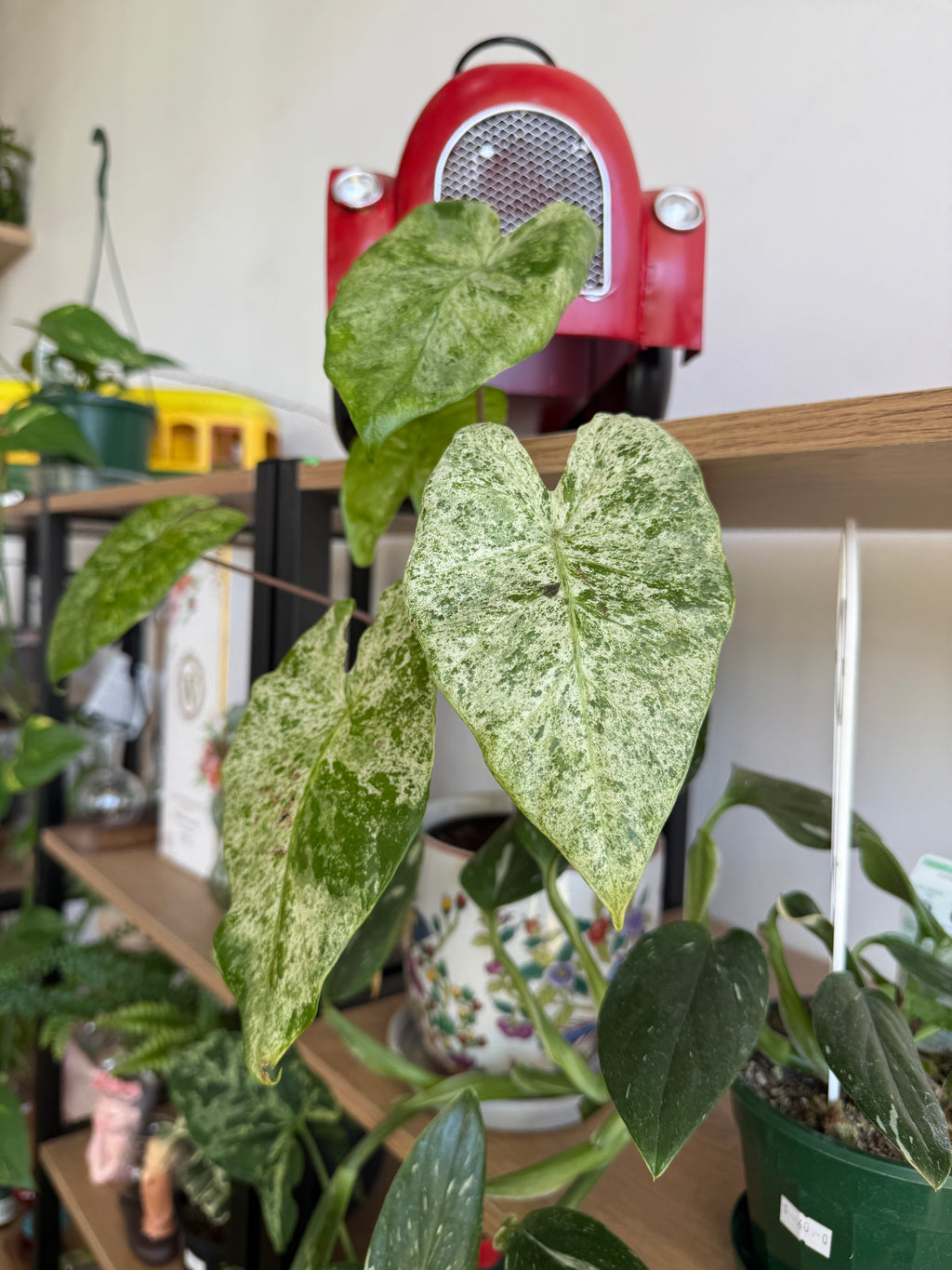 Alocasia macrorrhizos Splash 130mm