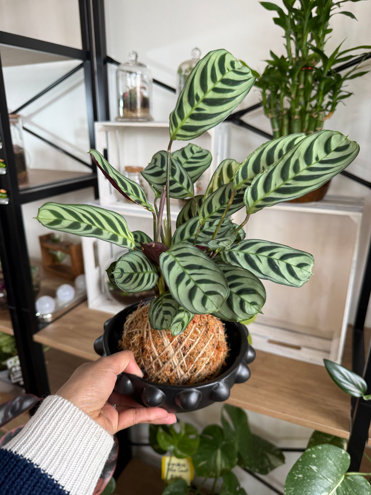 Kokedama Workshop – Create Your Own Moss Ball Magic! 🌱