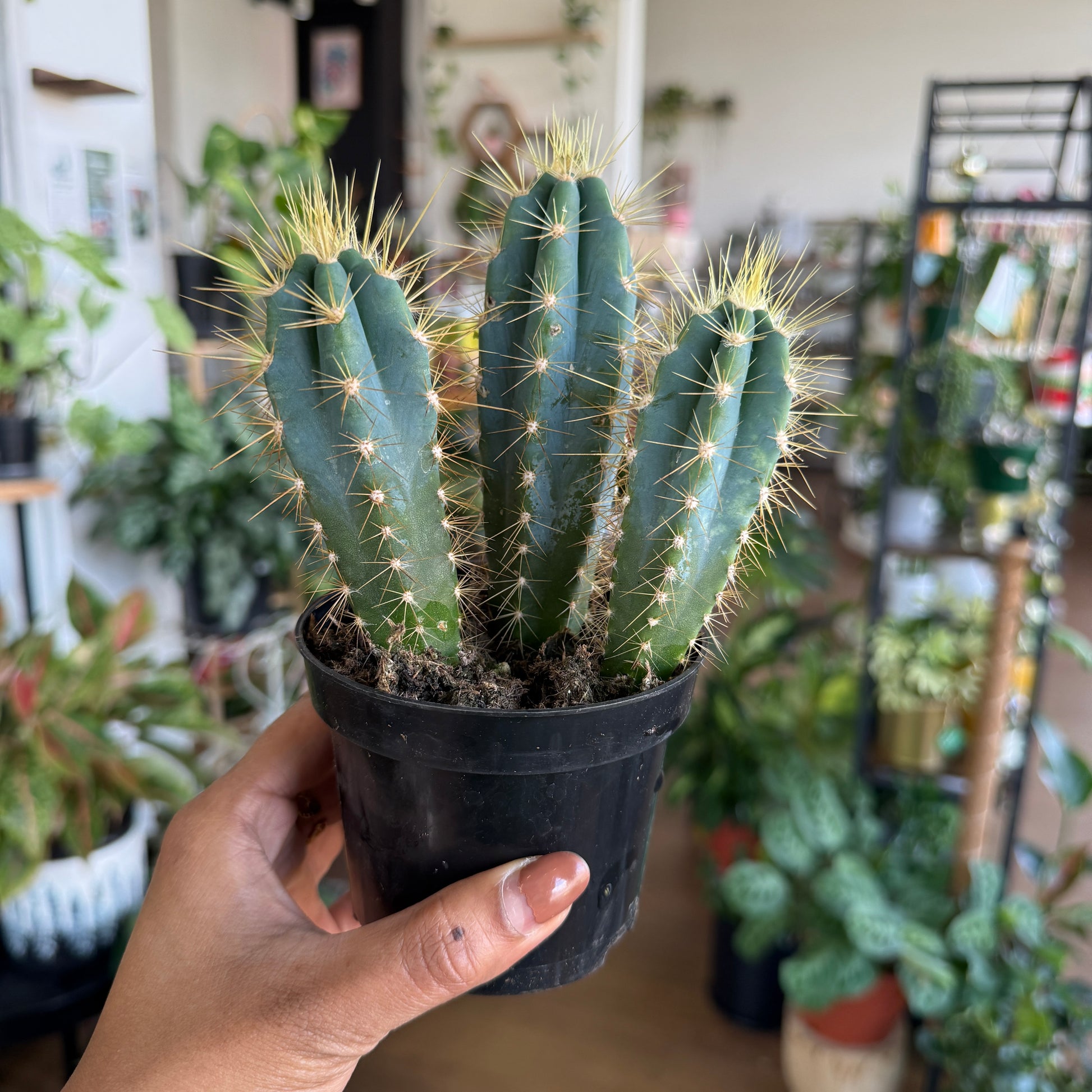 Blue Torch Cactus Pilosocereus pachycladus blue column cactus Sydney