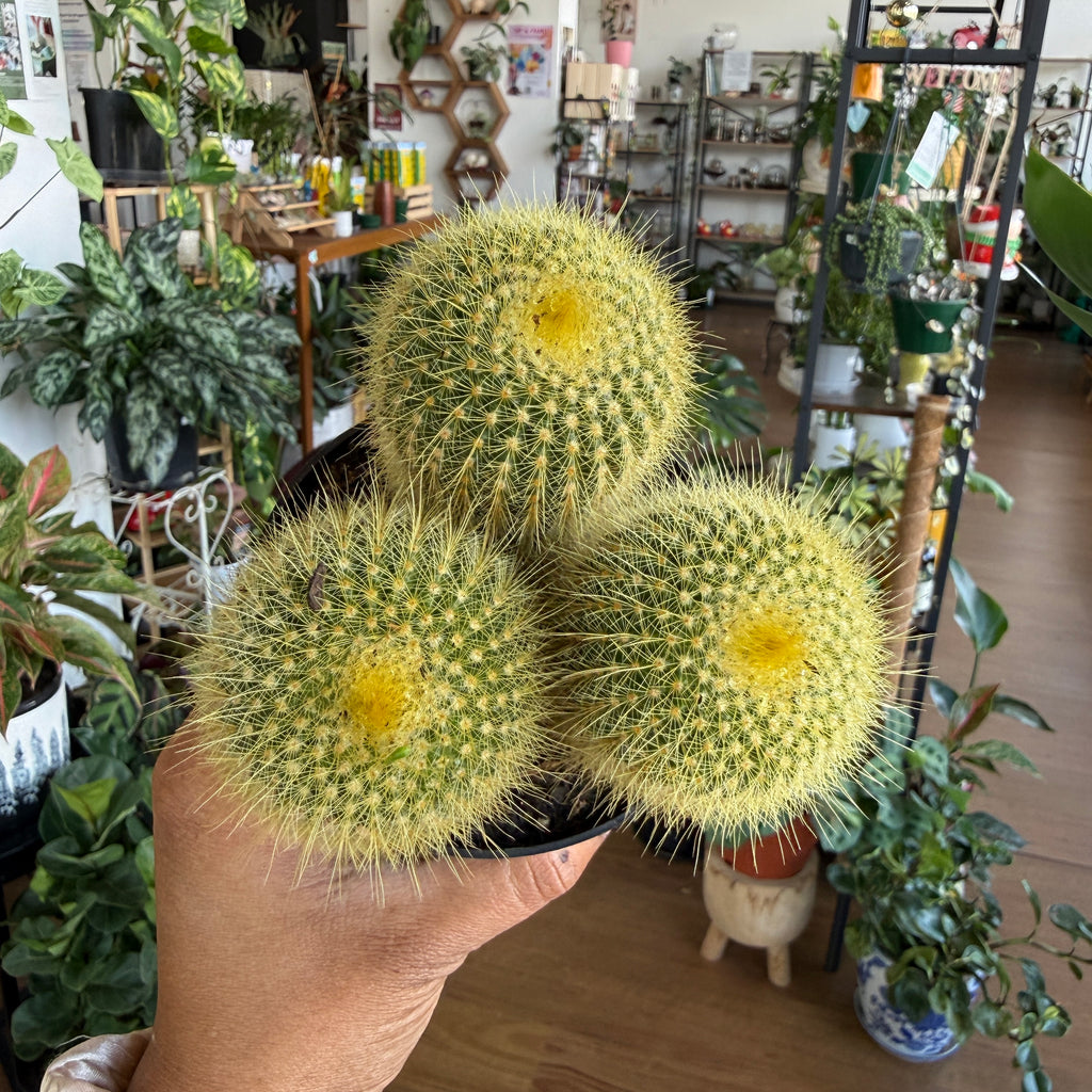 Golden Barrel Cactus (Echinocactus grusonii)