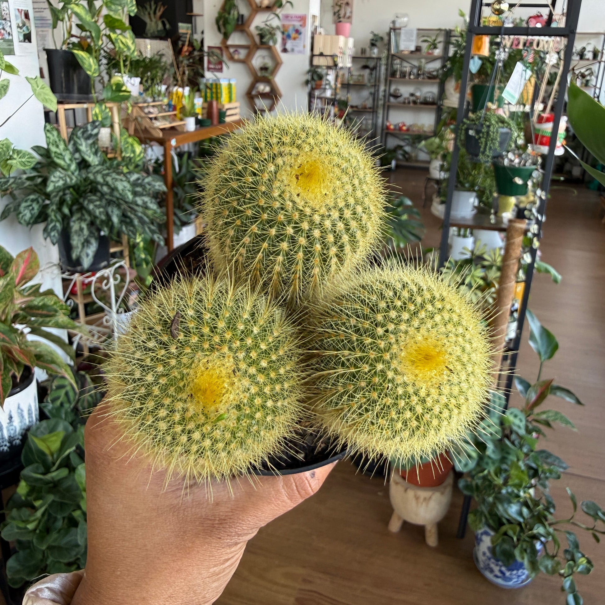 Golden Barrel Cactus (Echinocactus grusonii)
